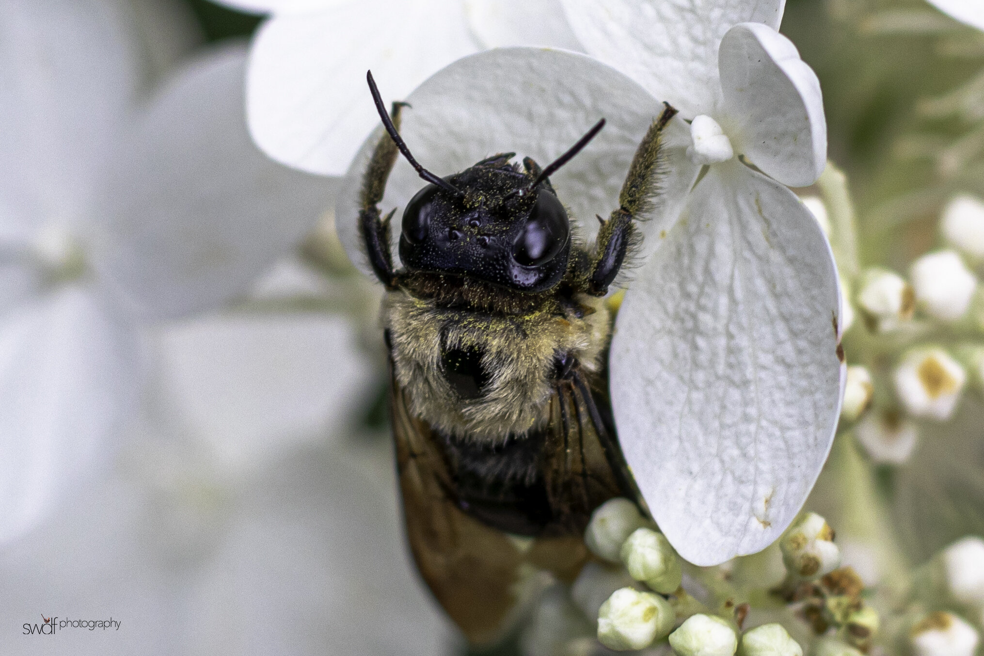 Hydrangea Bee3 - Cleveland Botanical Garden.jpg