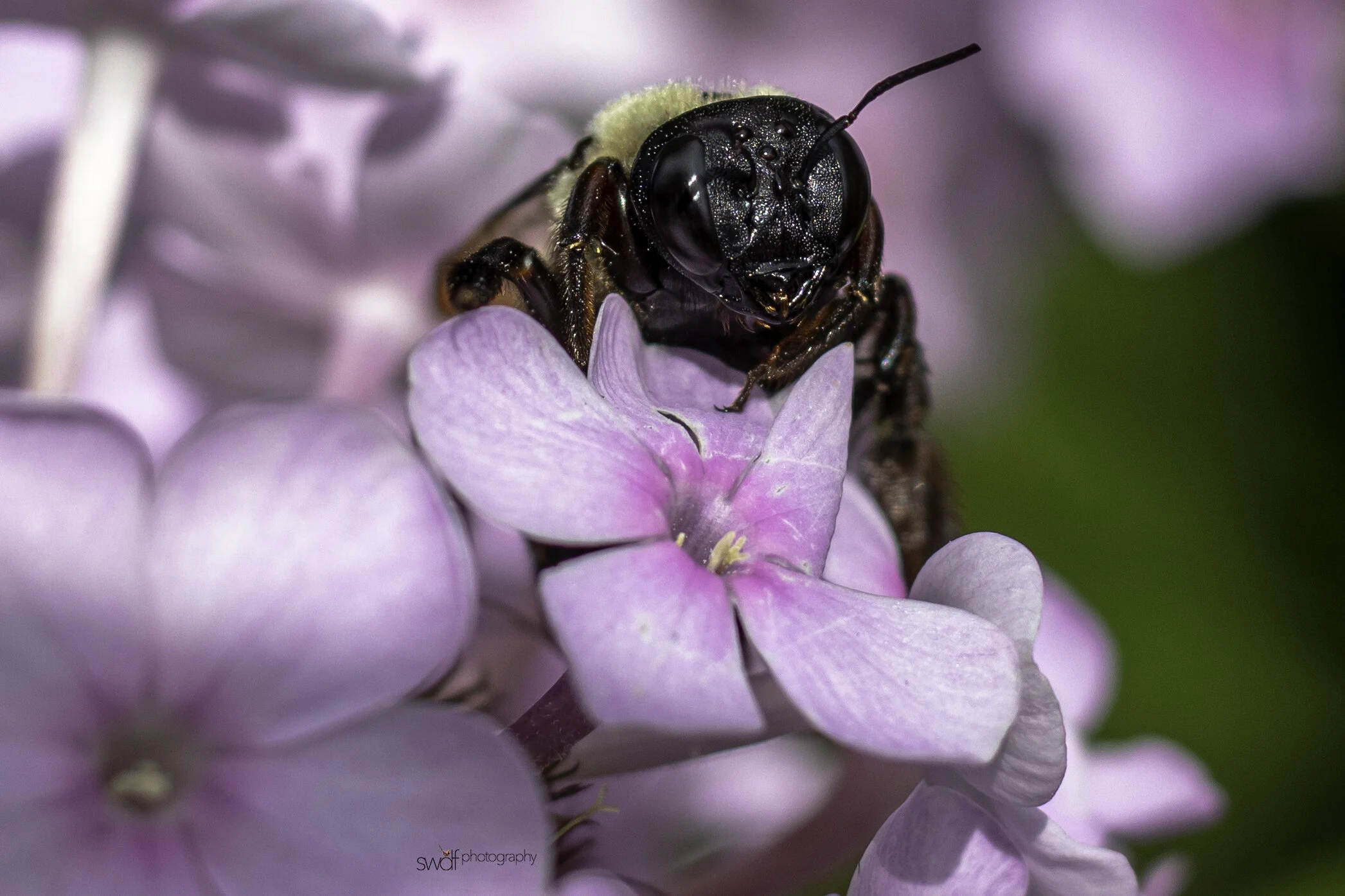 Phlox Bee2 - Cleveland Botanical Garden.jpg