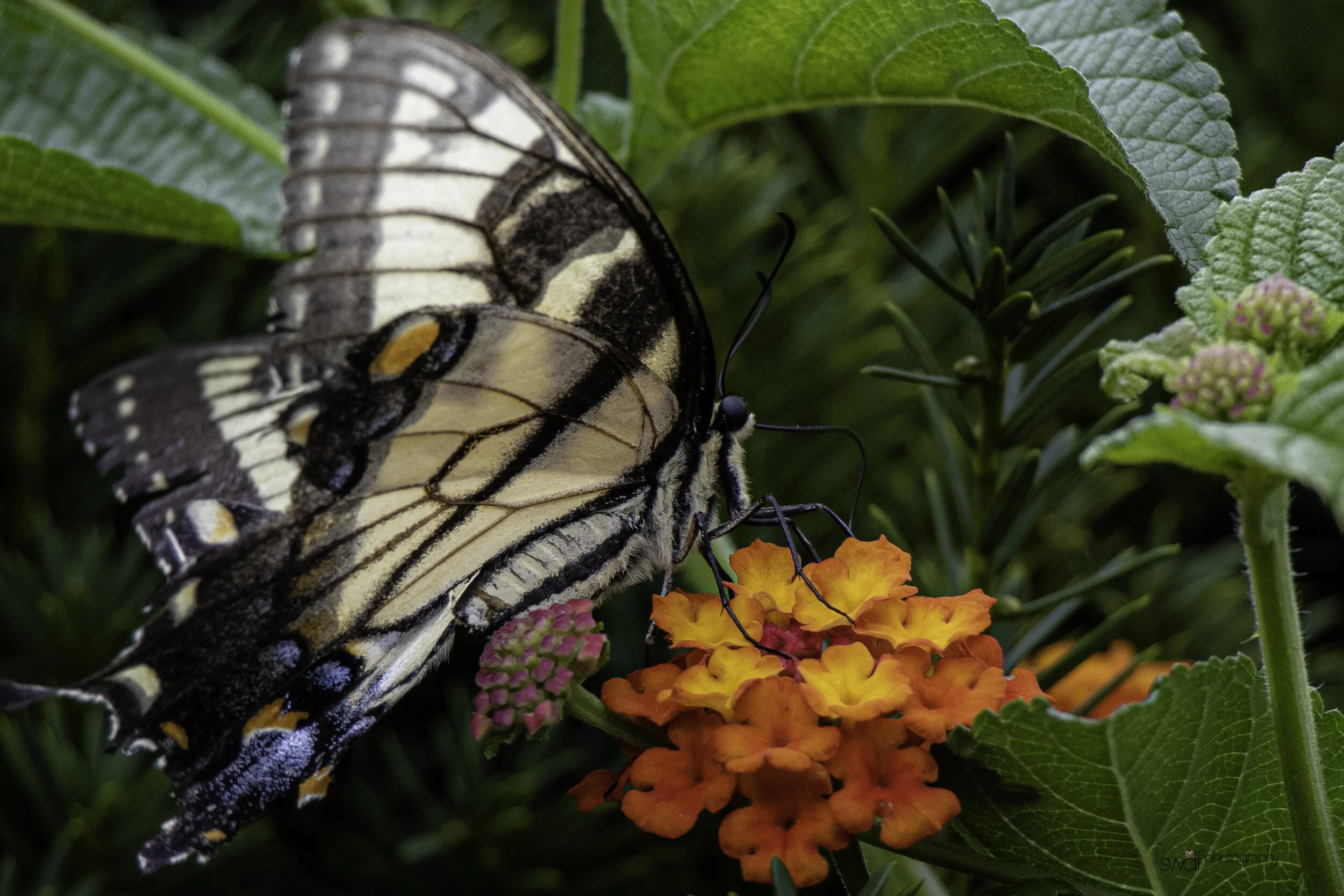 Tiger Swallowtail2 - Cleveland Botanical Garden.jpg