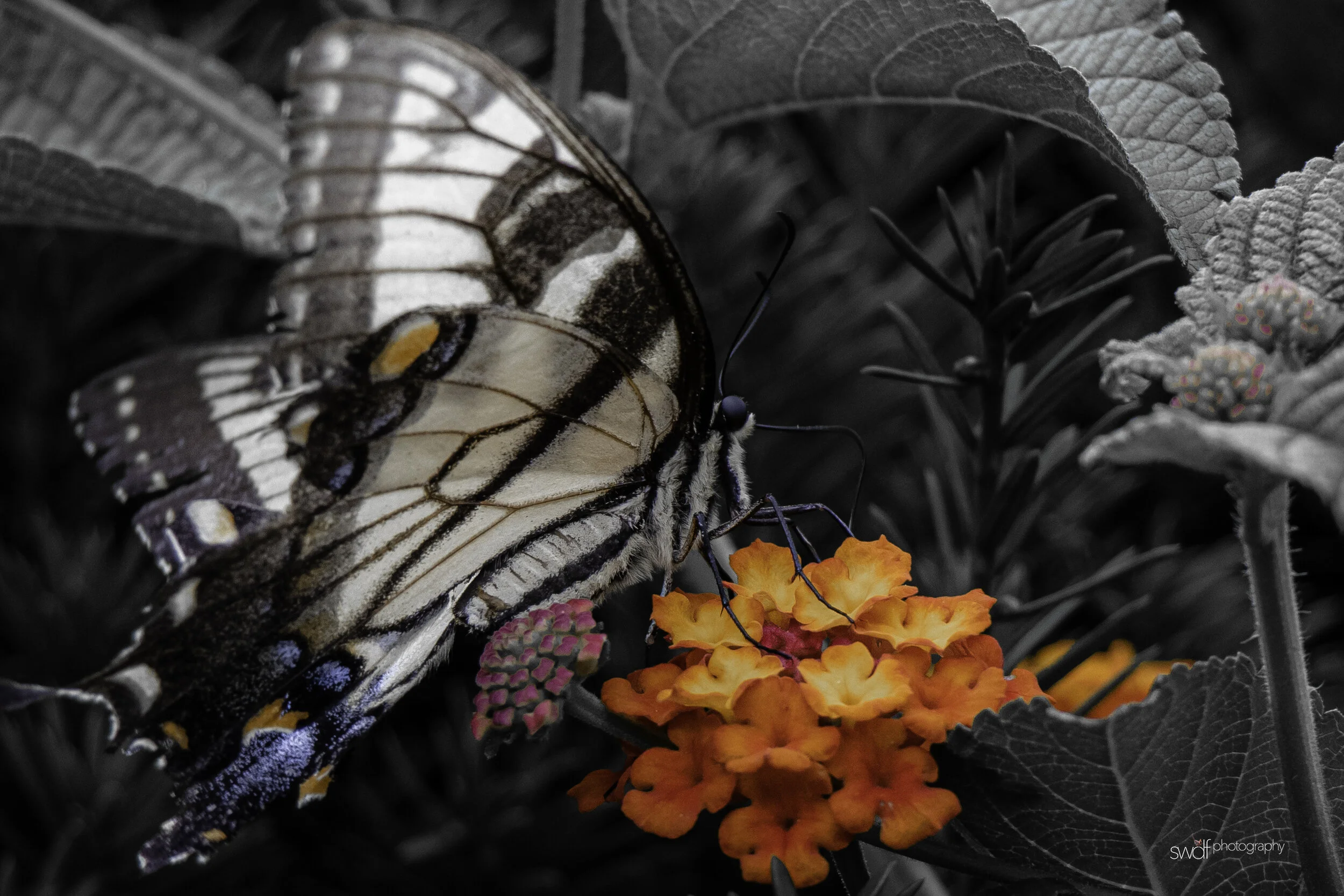 Tiger Swallowtail3 - Cleveland Botanical Garden.jpg