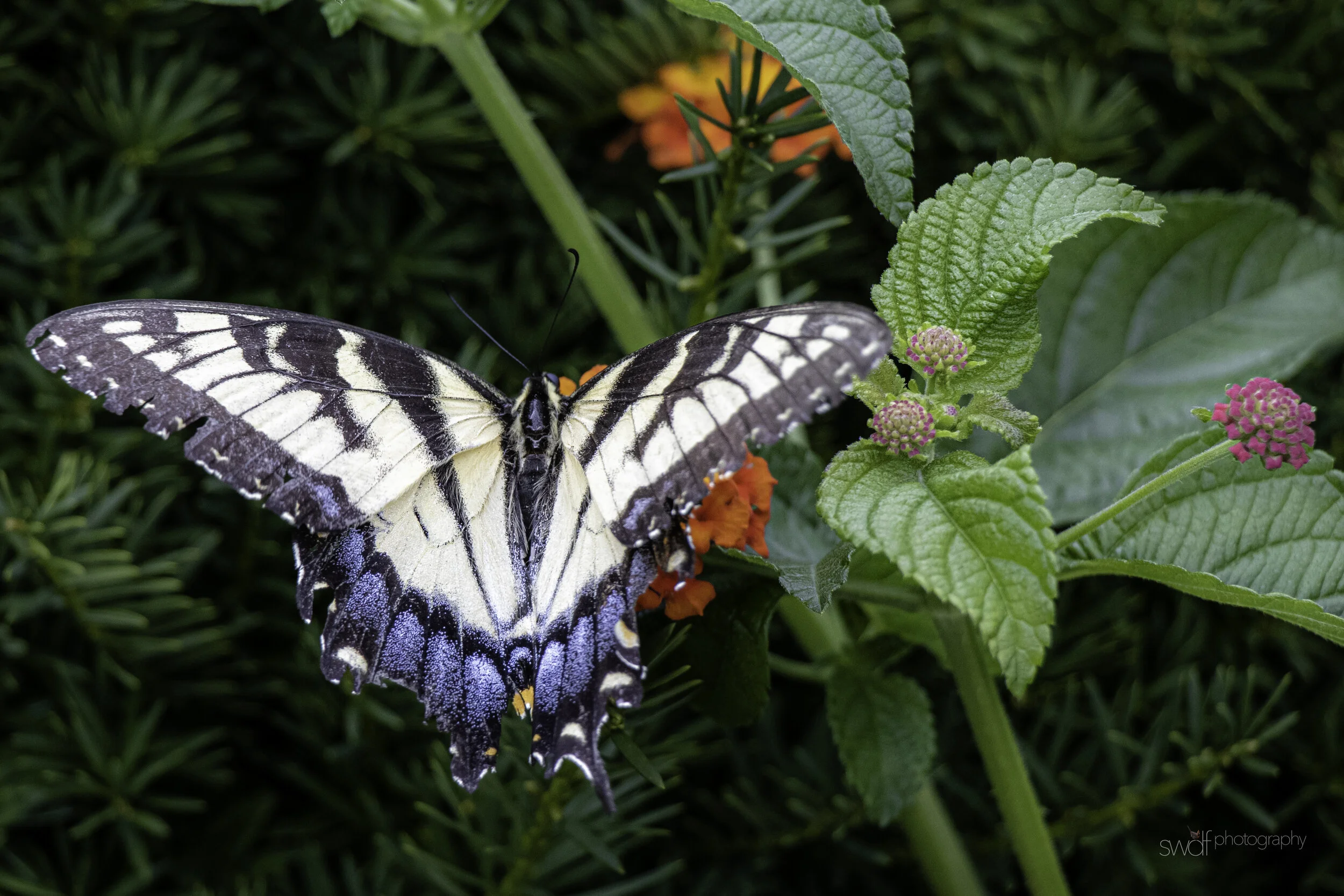 Tiger Swallowtail5 - Cleveland Botanical Garden.jpg