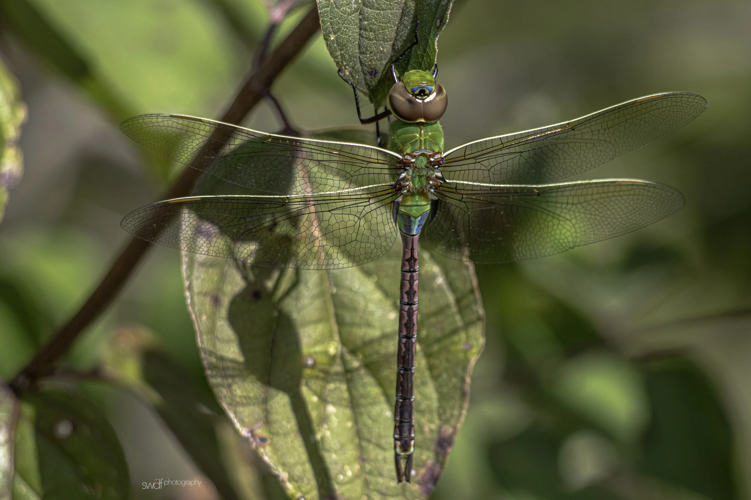 Dragonfly2 - Sheldons Marsh.jpg