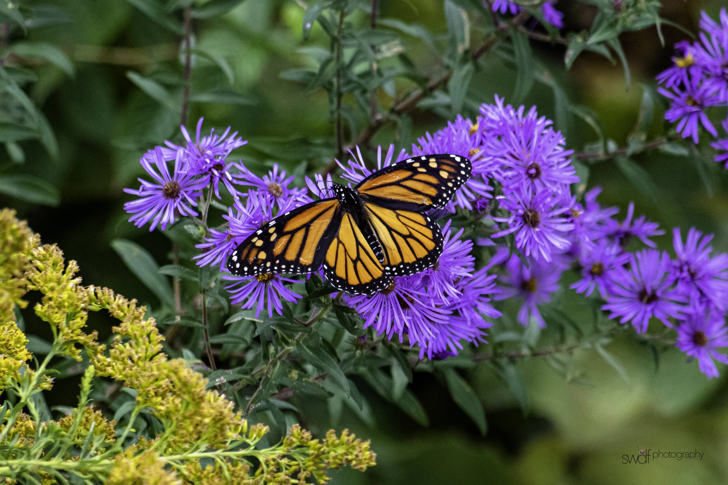 Monarch and Aster6 - Sandy Ridge.jpg