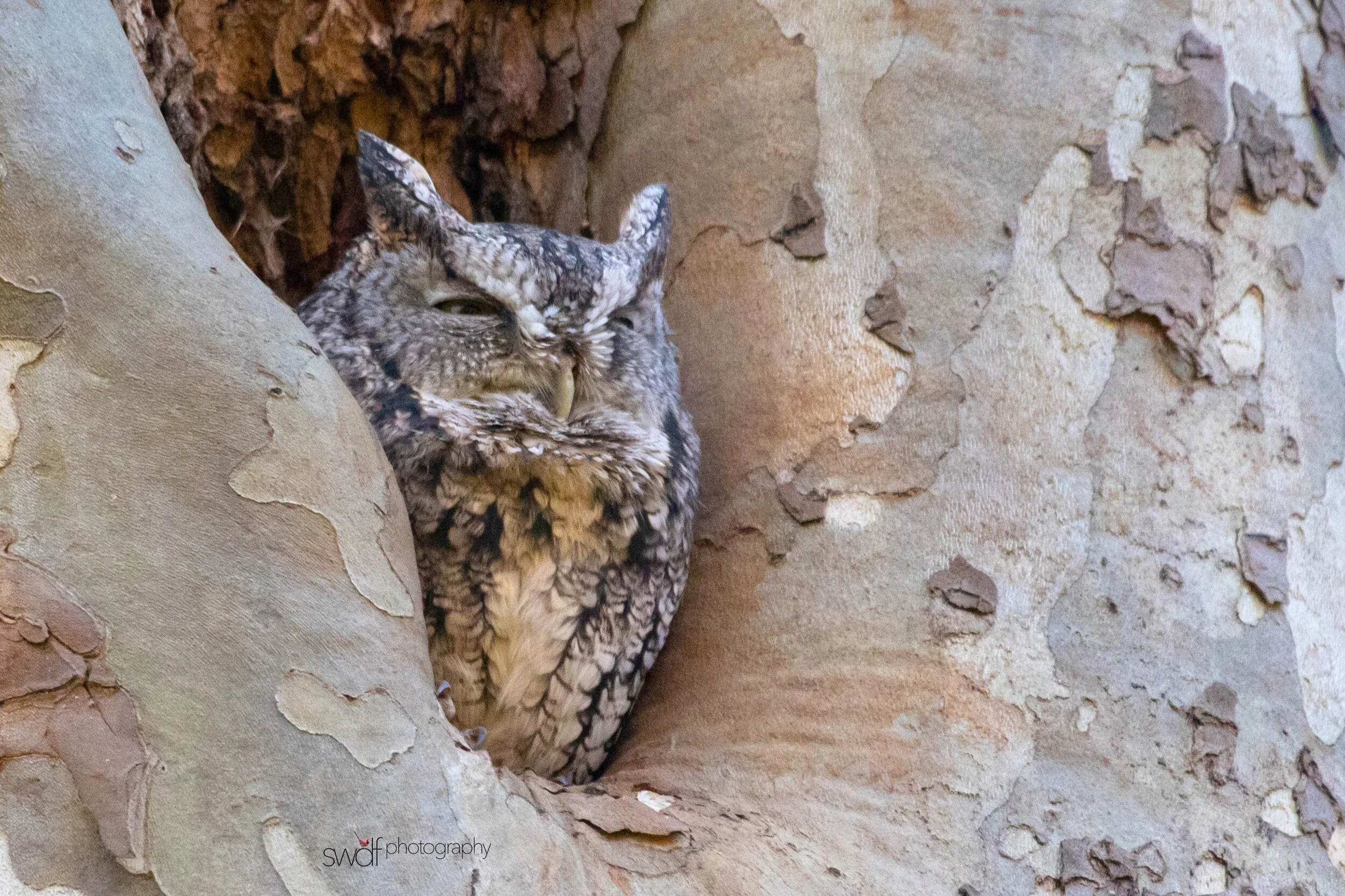 Eastern Screech Owl5 - CVNP.jpeg