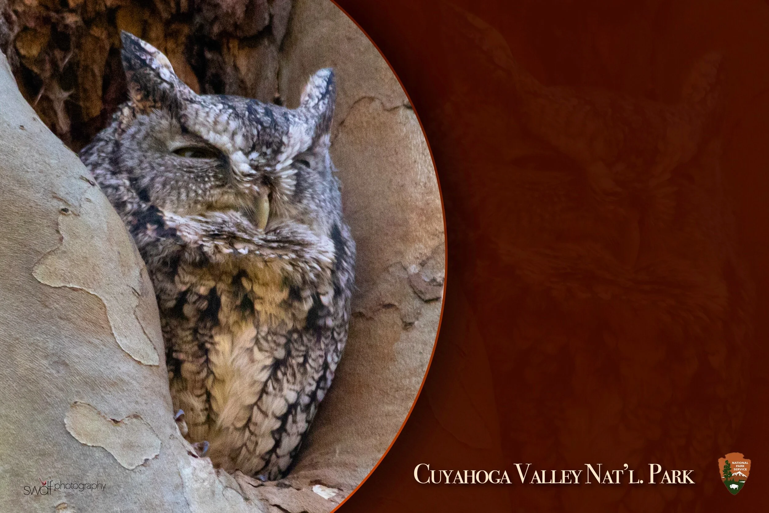 Eastern Screech Owl Art - CVNP logo and text.jpeg
