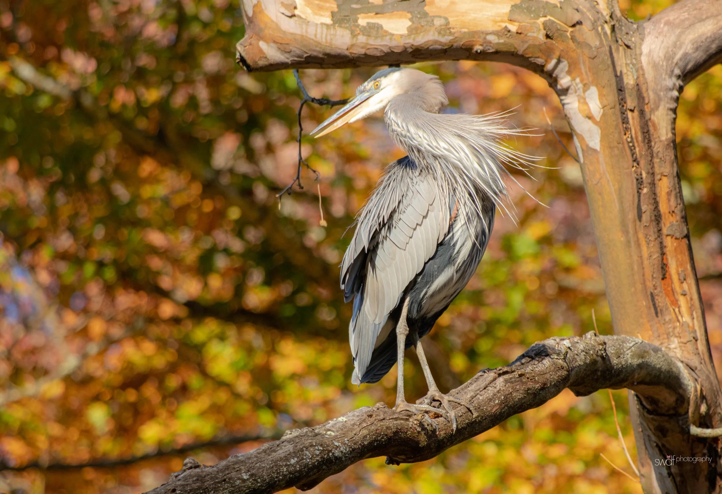 Great Blue Heron Fall Foliage2 - CVNP.jpeg