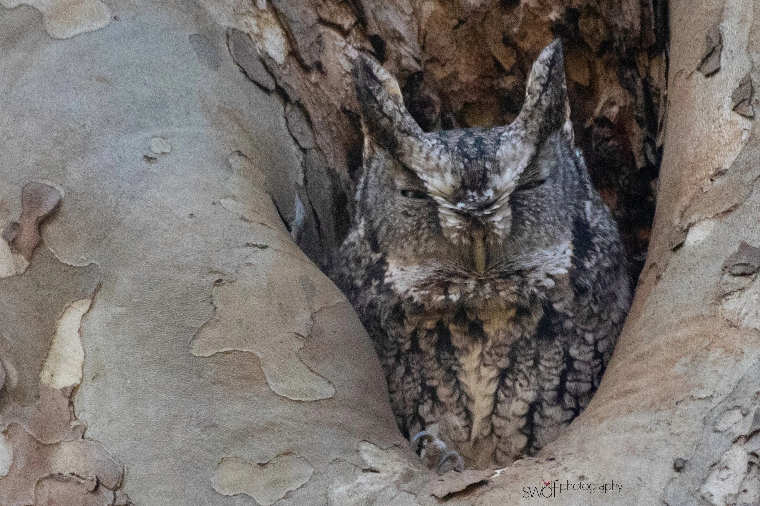 Eastern Screech Owl - CVNP.jpeg