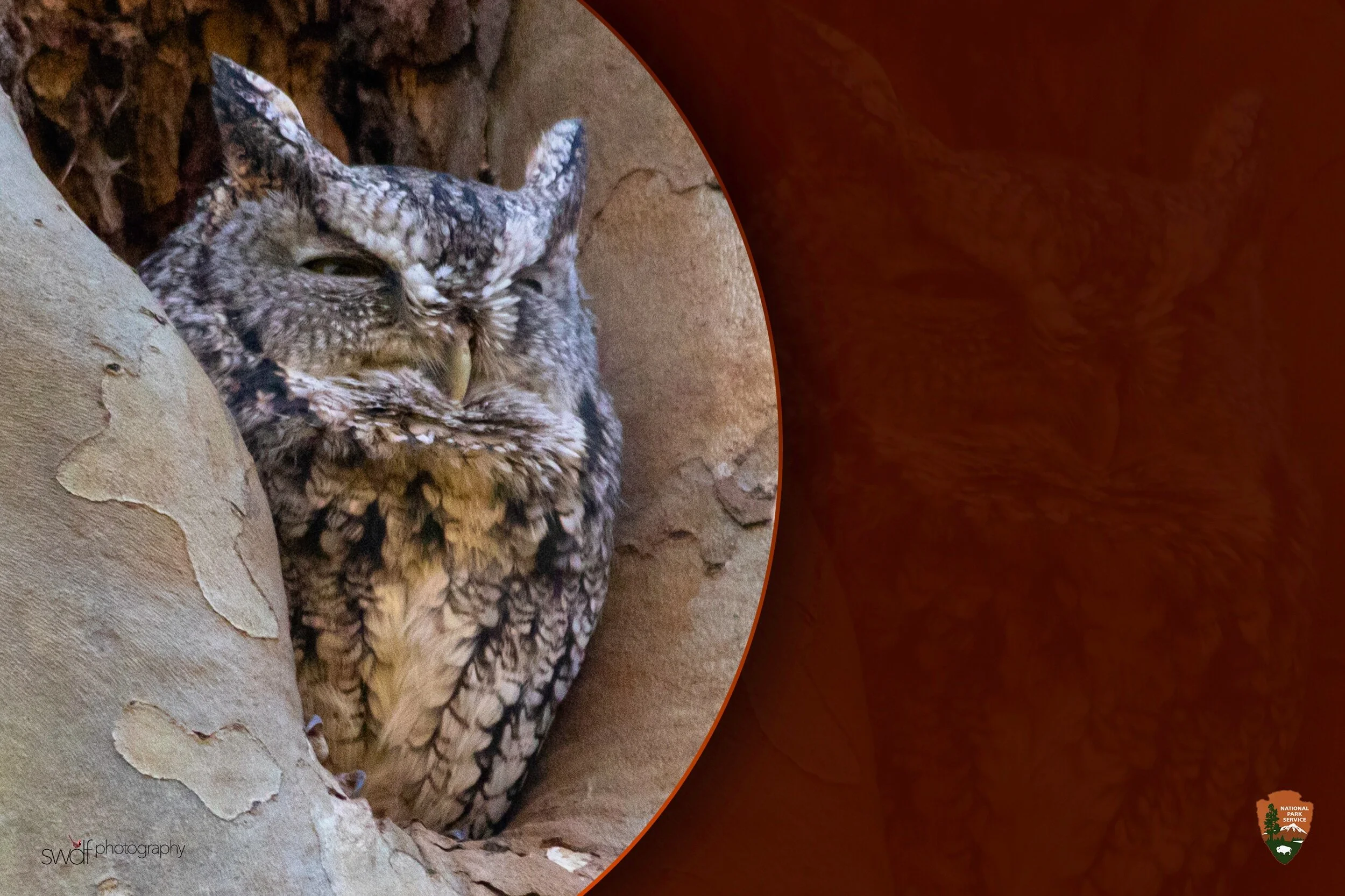 Eastern Screech Owl Art - CVNP logo.jpeg