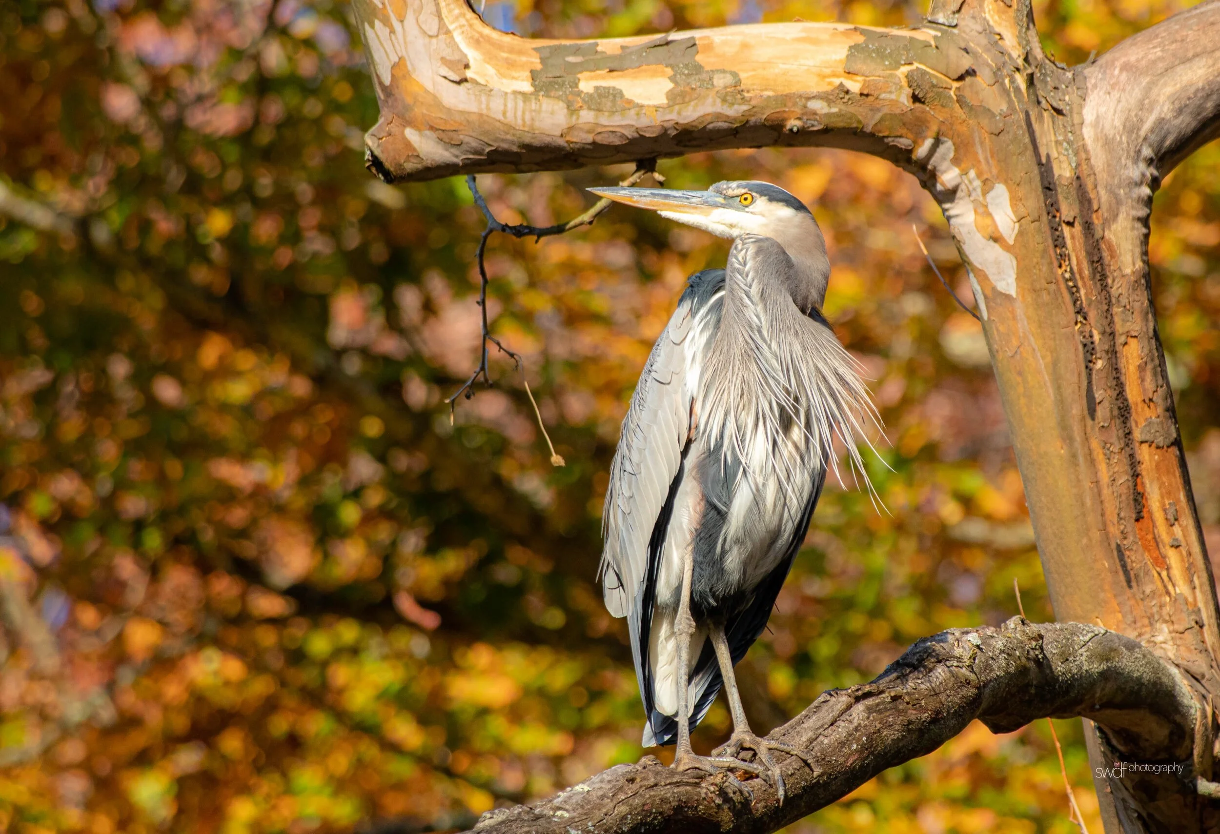 Great Blue Heron Fall Foliage3 - CVNP.jpeg