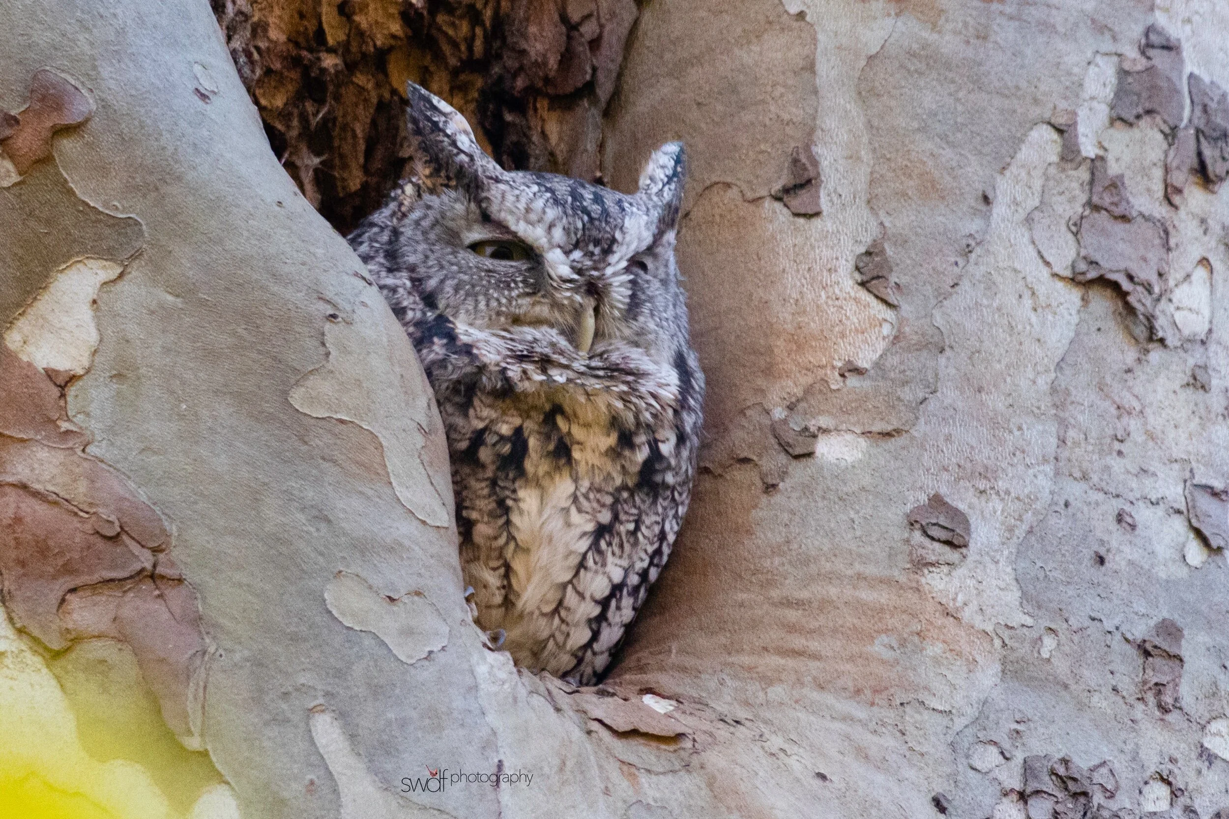 Eastern Screech Owl3 - CVNP.jpeg