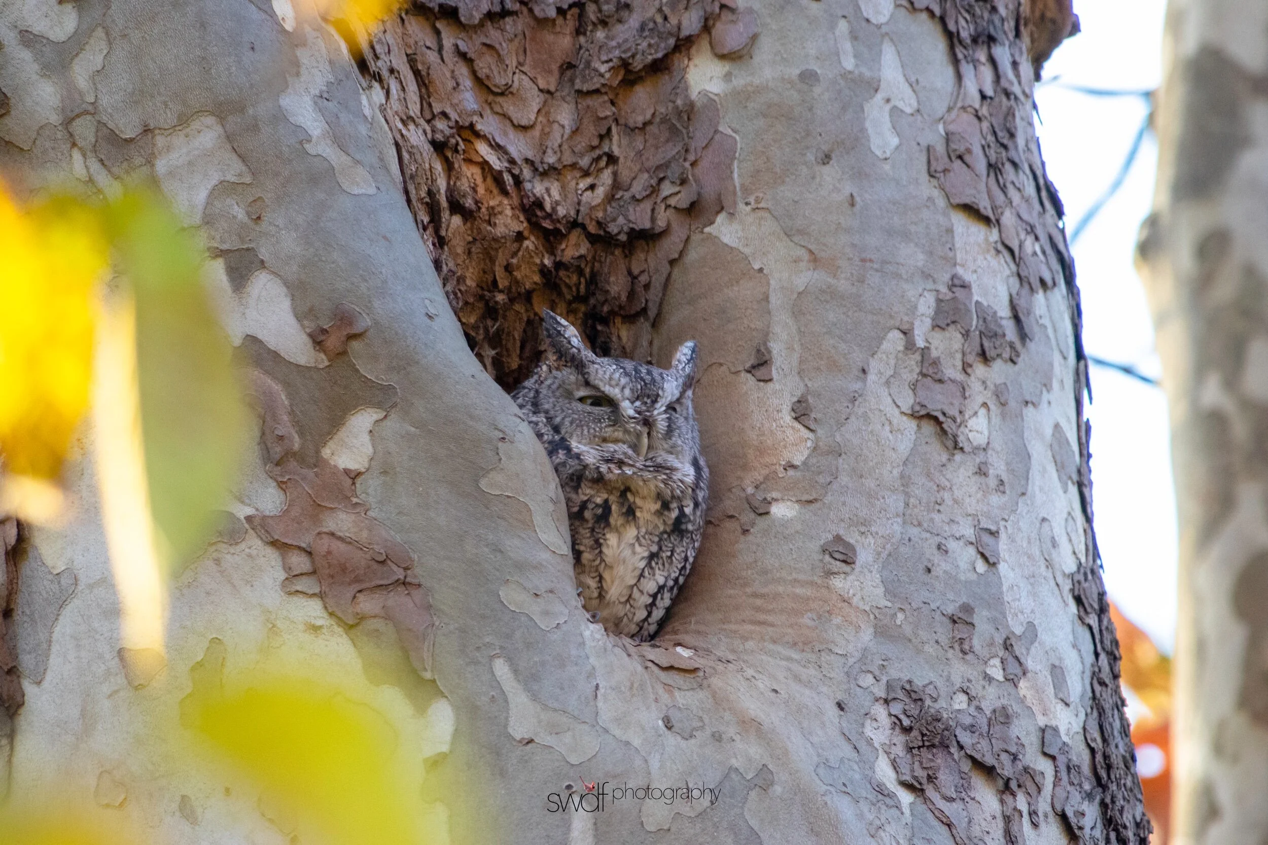 Eastern Screech Owl4 - CVNP.jpeg