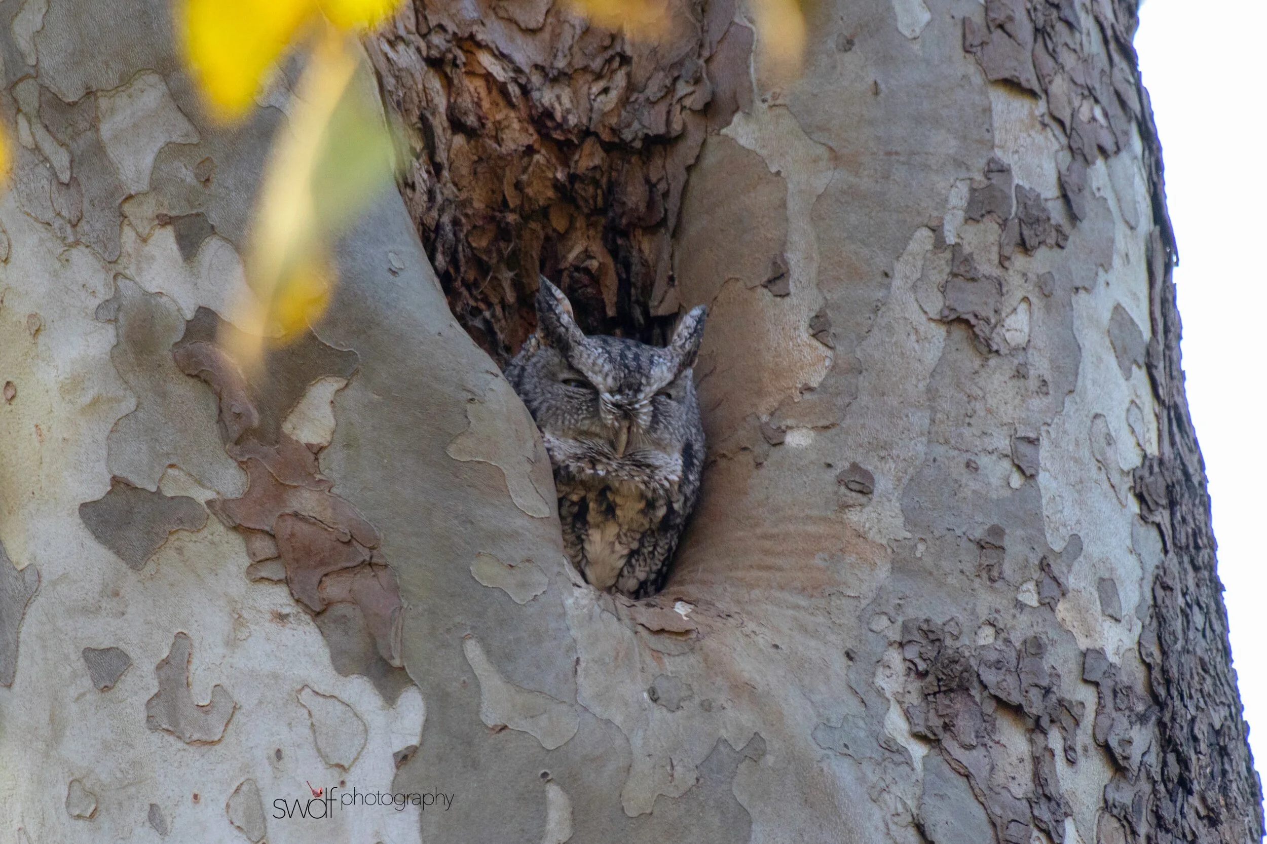 Eastern Screech Owl6 - CVNP.jpeg