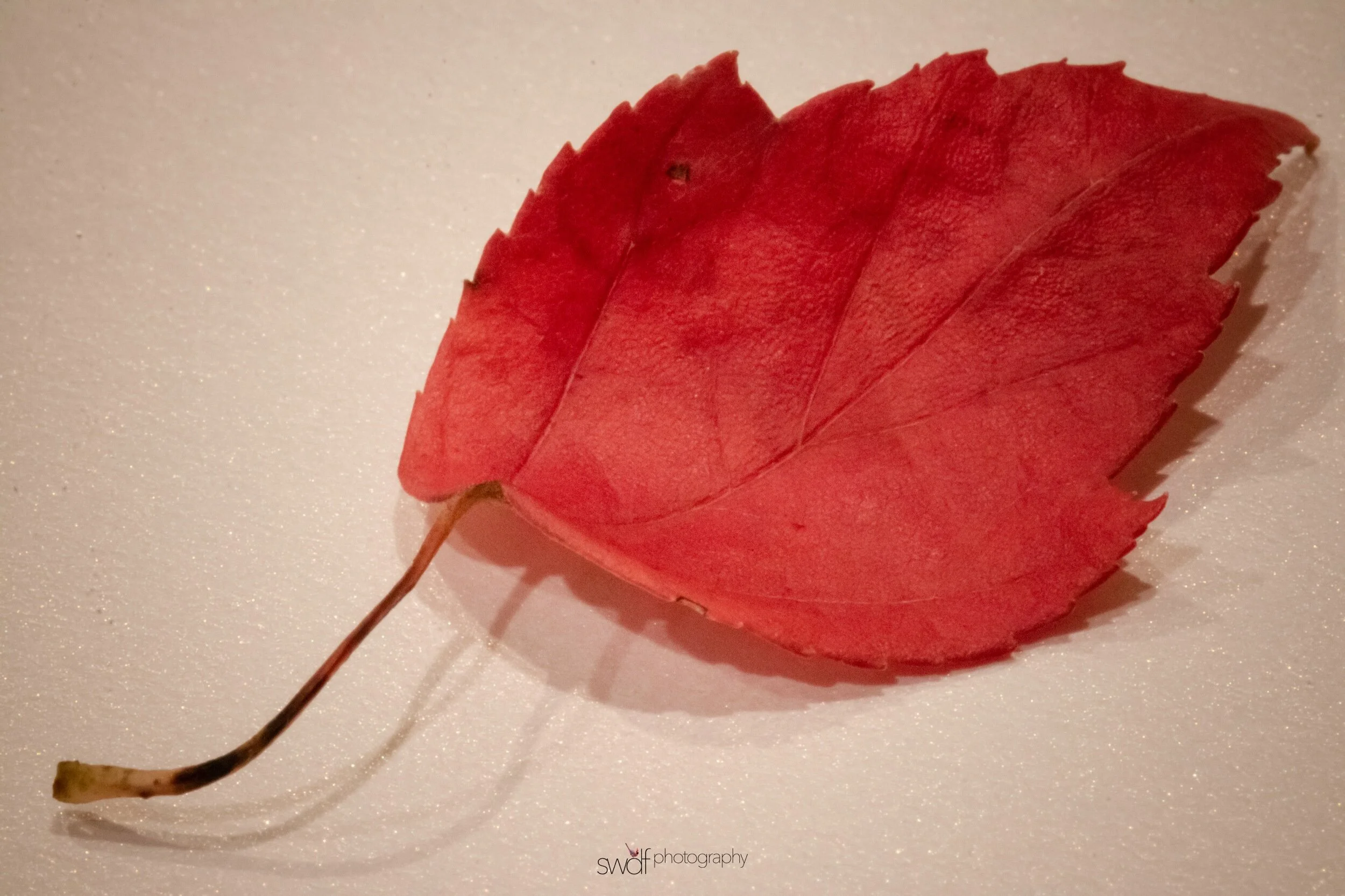 Leaf Project2 Macro.jpeg