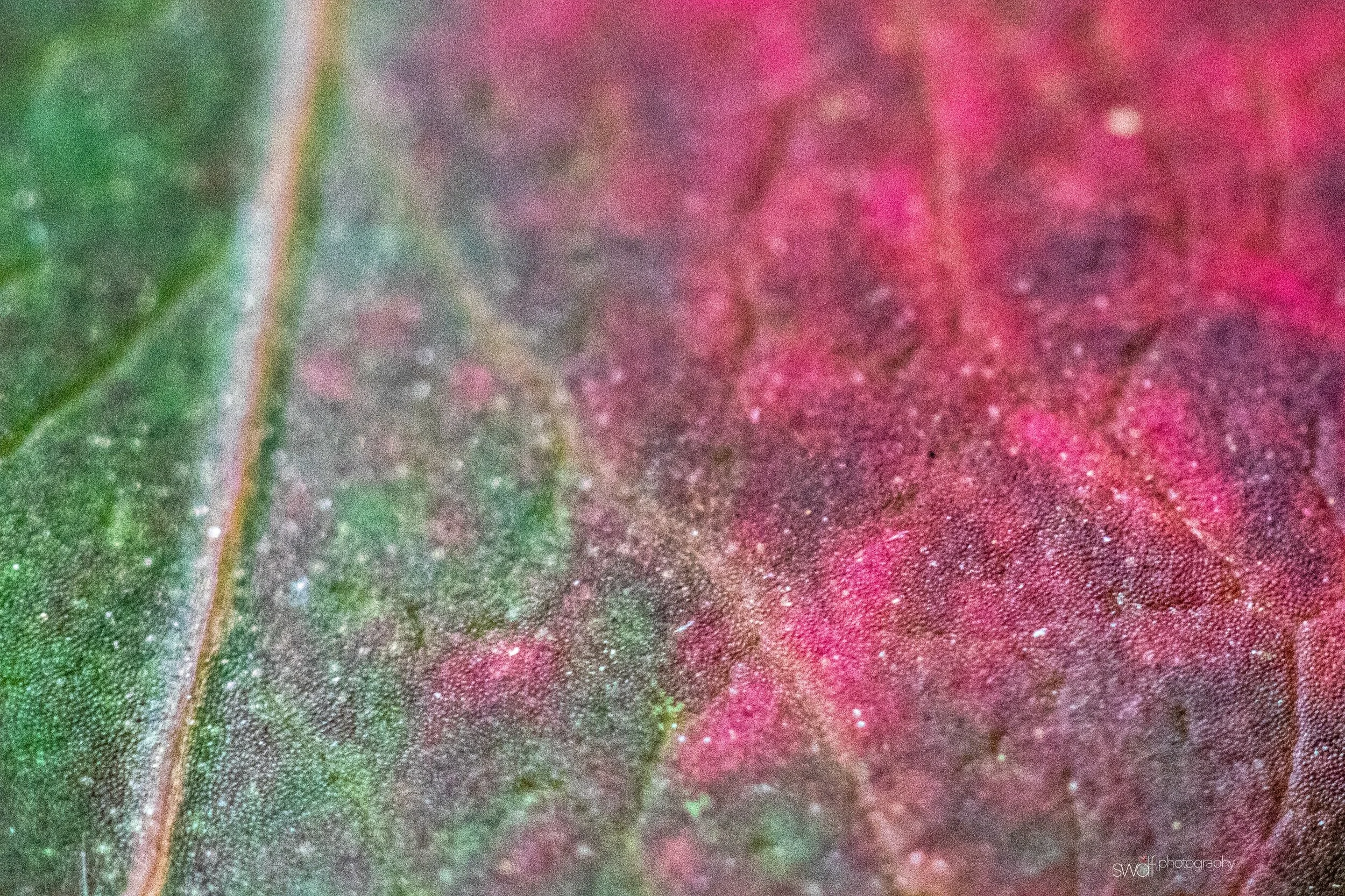 Autumn Leaf Macro - Photoperiodism.jpeg