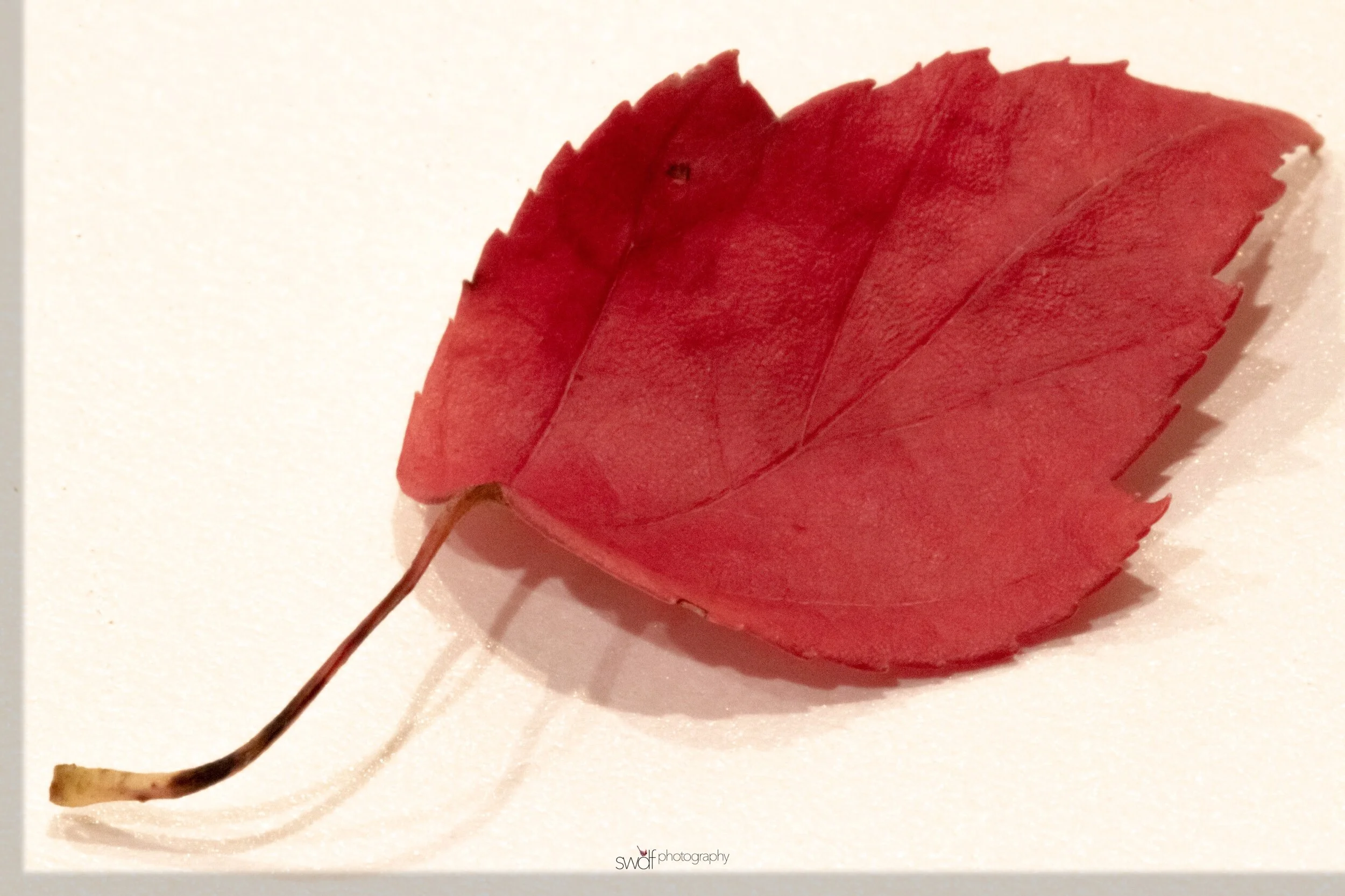 Leaf Project Macro.jpeg