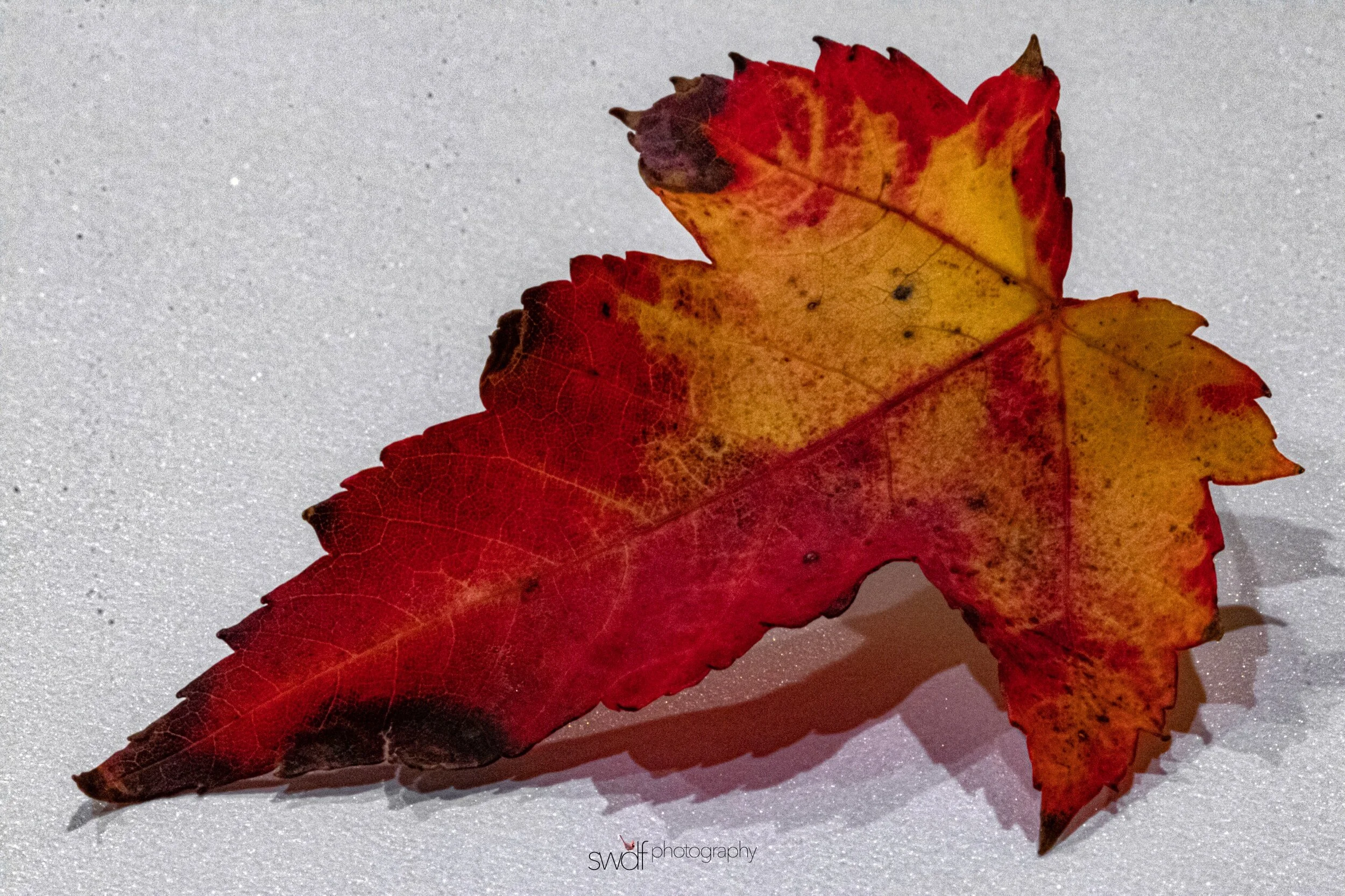 Leaf Project7 Macro.jpeg