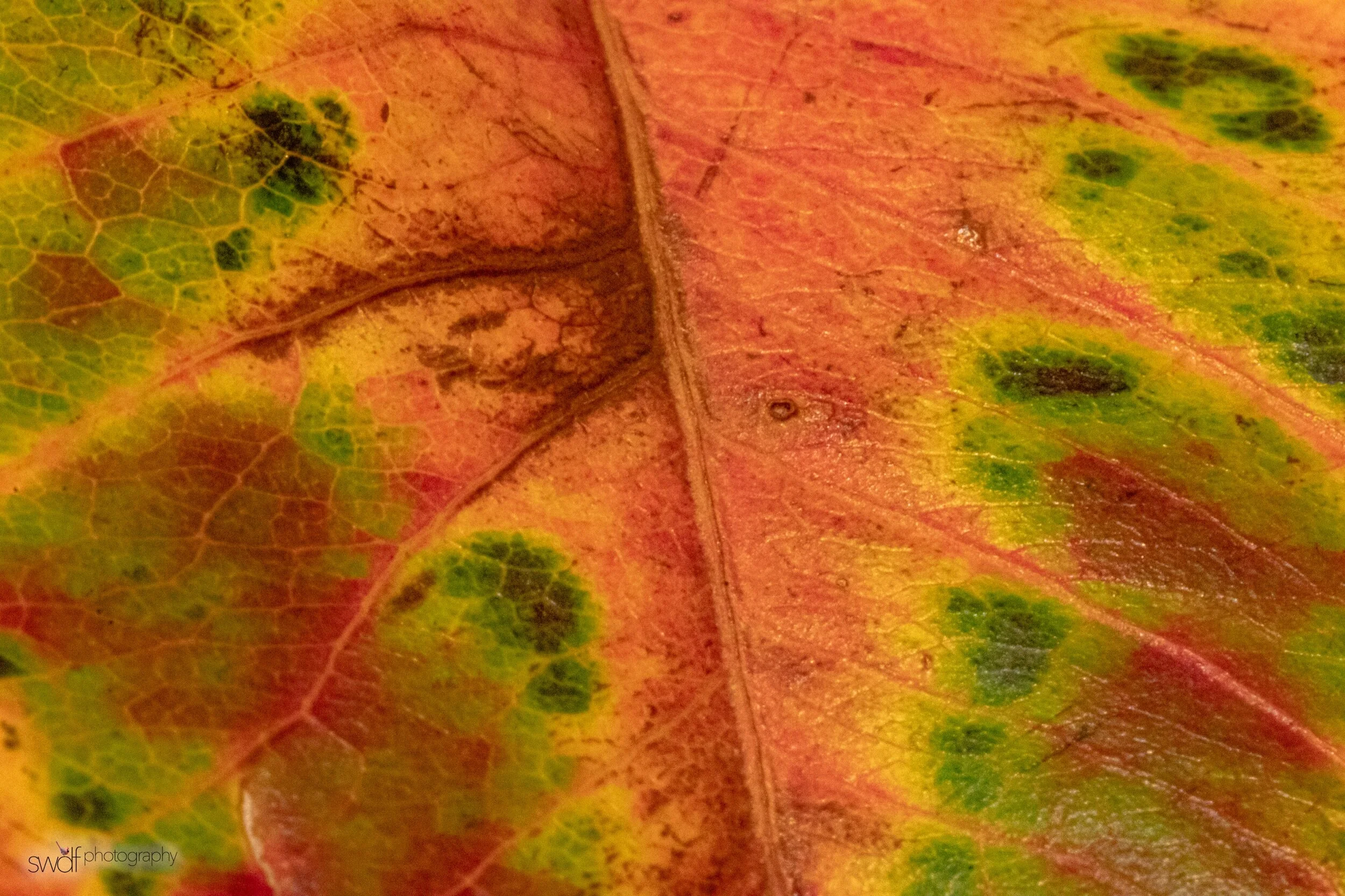 Leaf Project4 Macro.jpeg