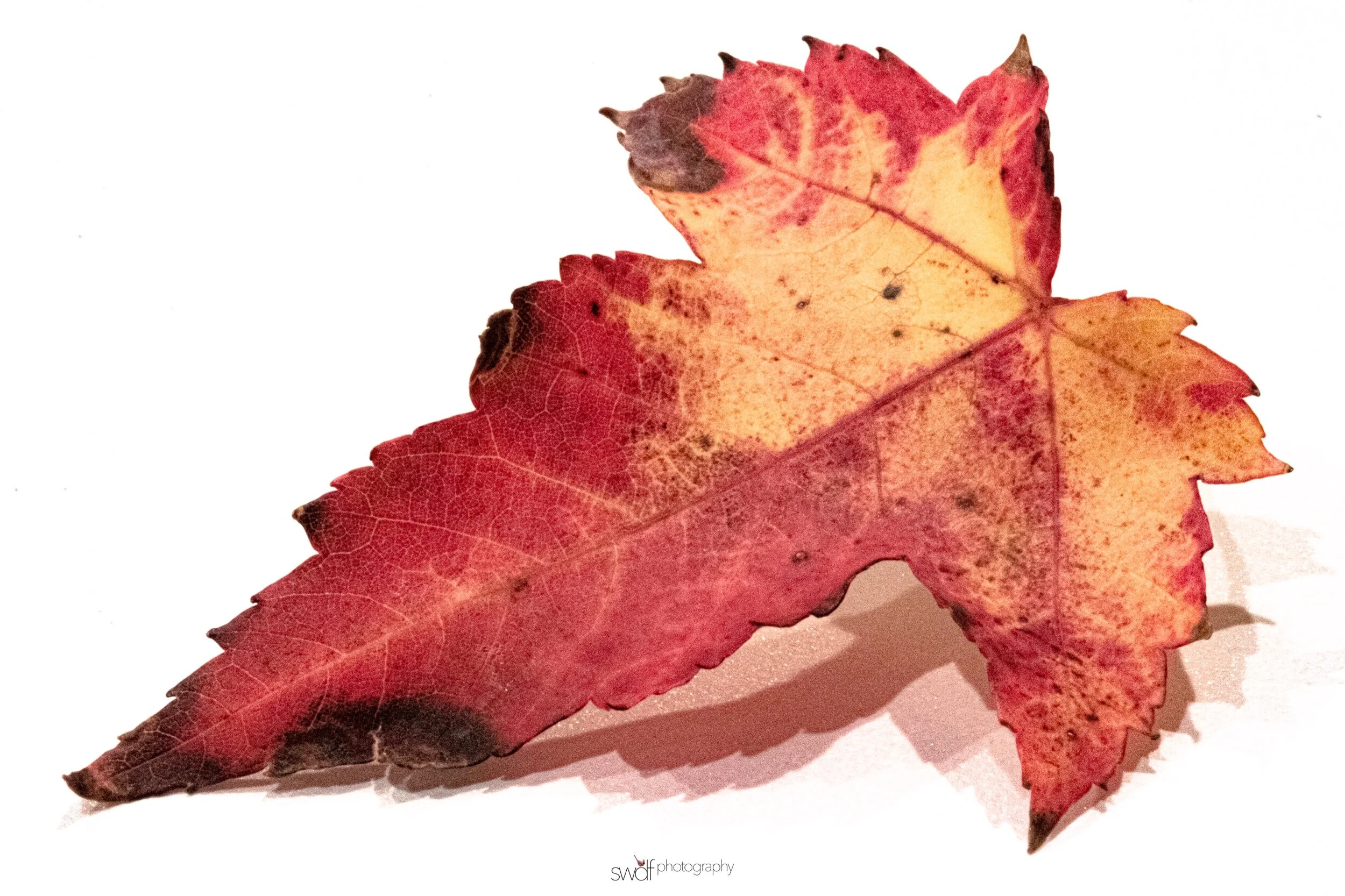 Leaf Project3 Macro.jpeg