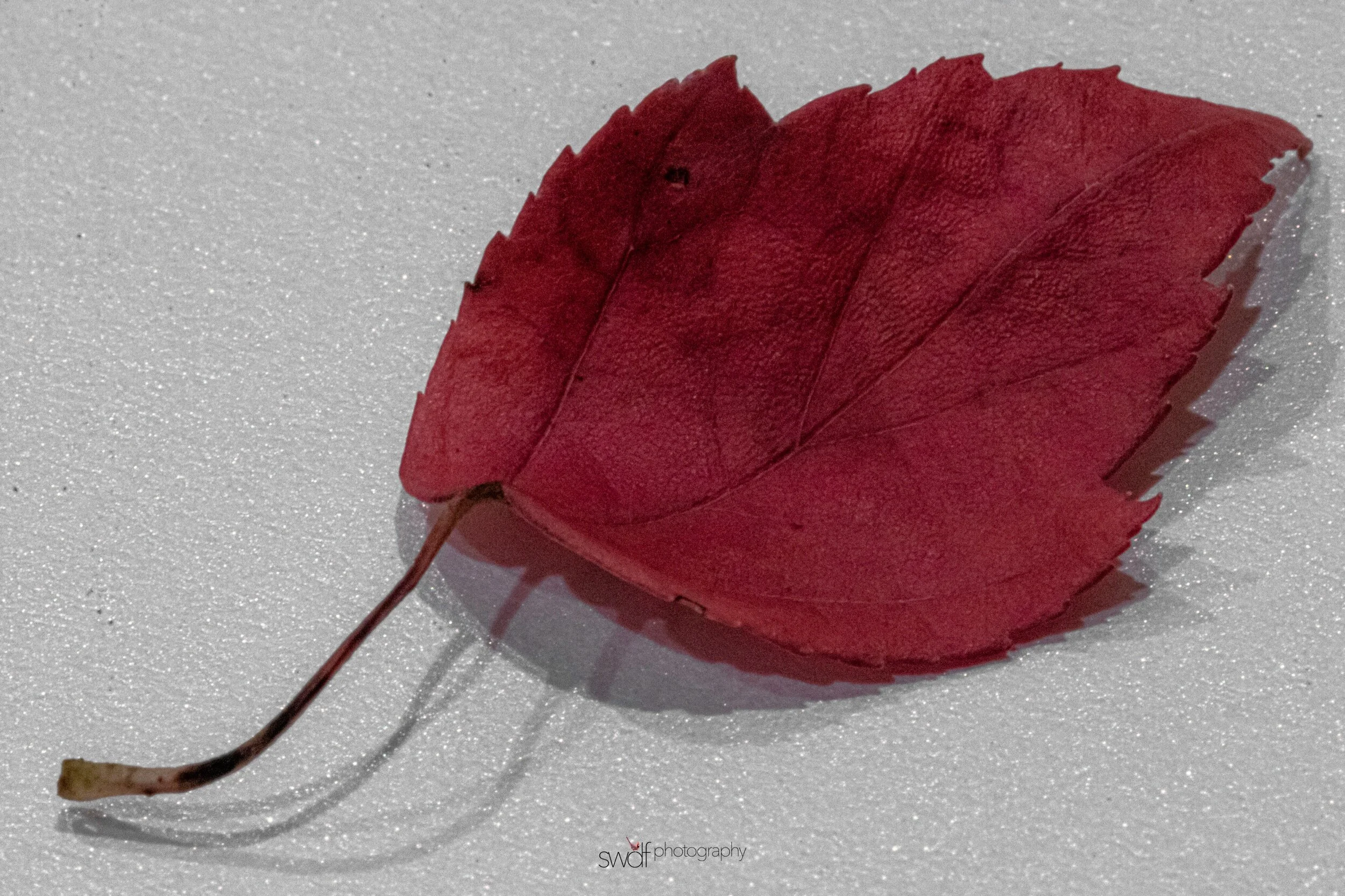 Leaf Project5 Macro.jpeg