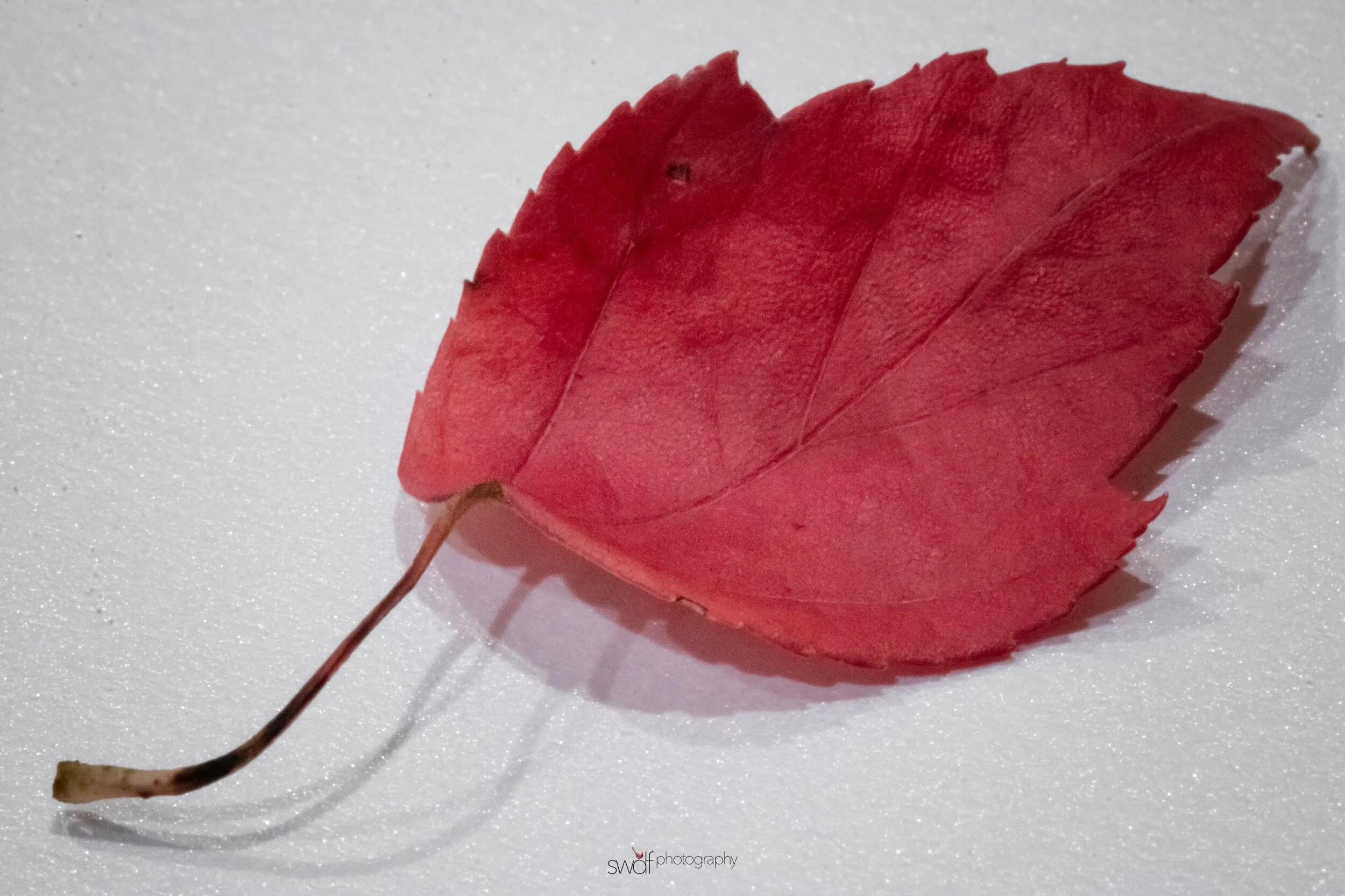 Leaf Project6 Macro.jpeg