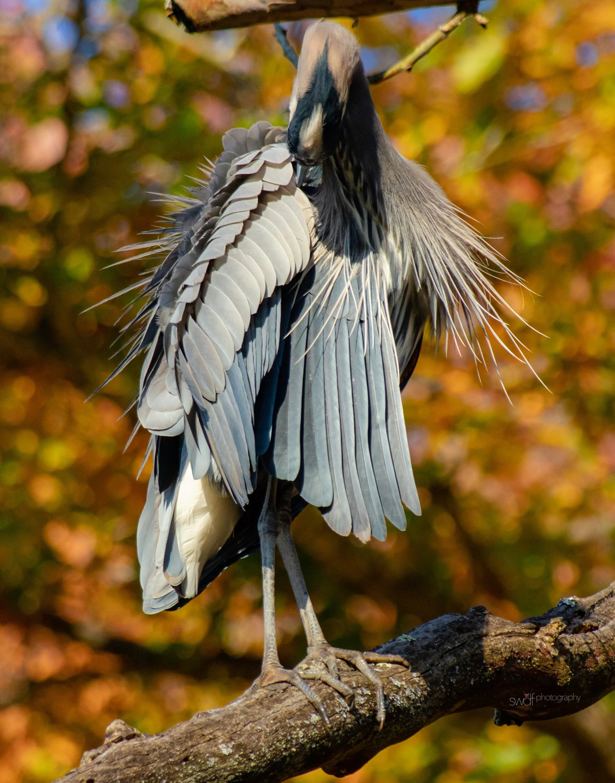 Great Blue Heron Fall Foliage5 - CVNP 11x14.jpeg