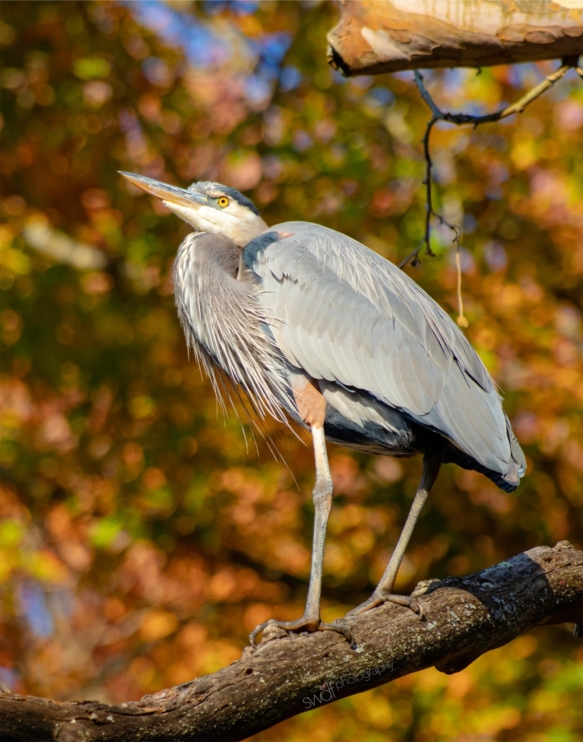 Great Blue Heron Fall Foliage4 - CVNP 11x14.jpeg