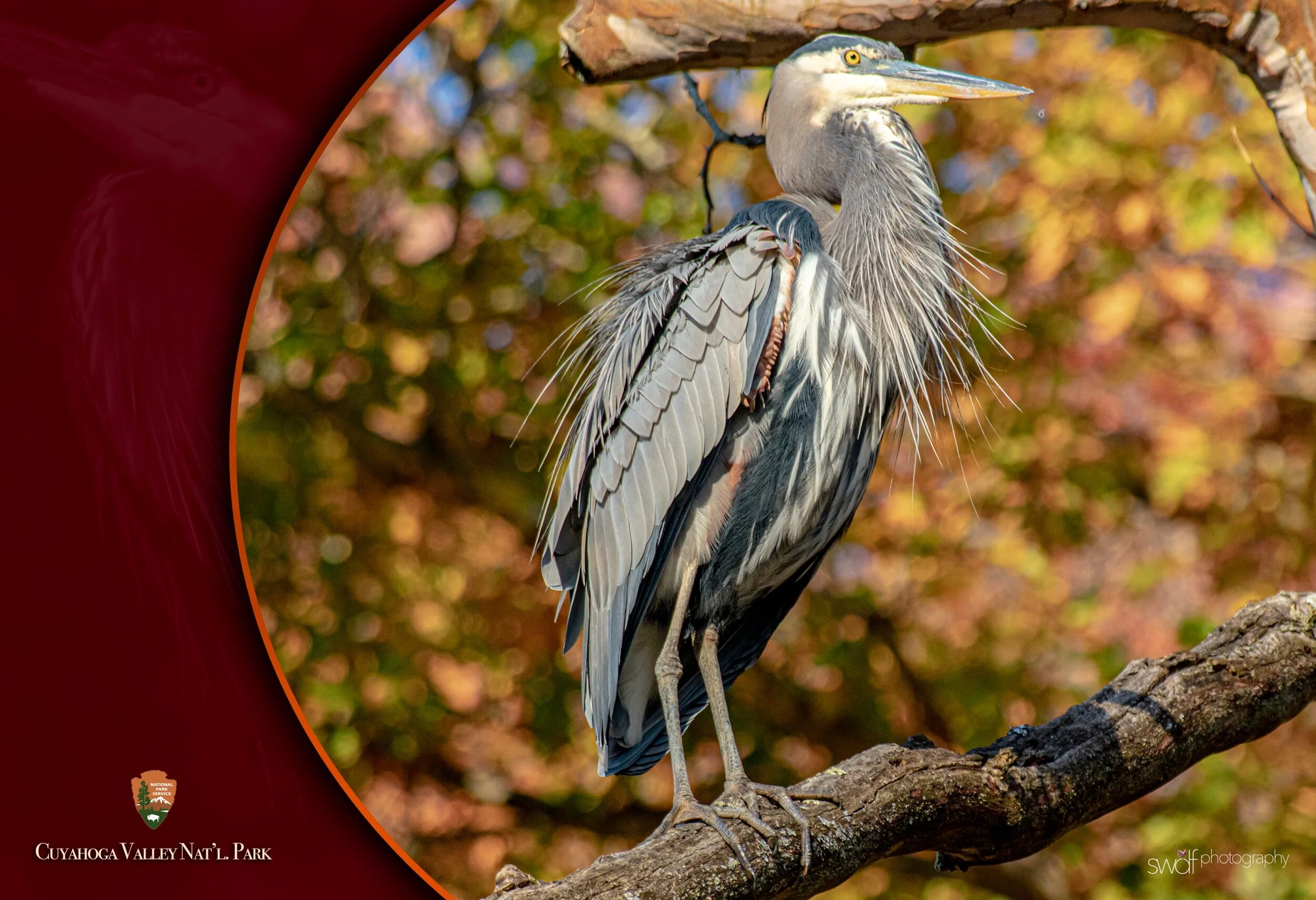 Great Blue Heron Art2 - CVNP logo and text.jpeg