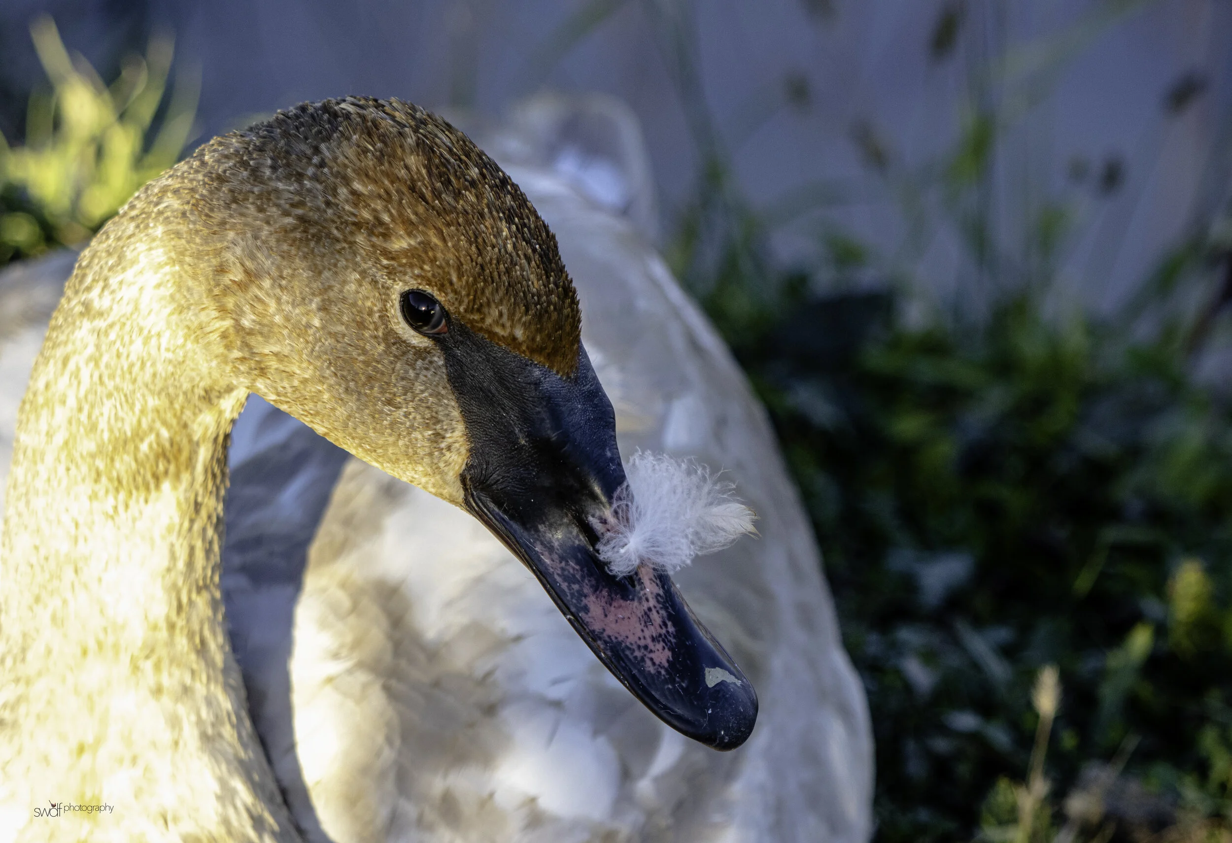 Trumpeter Swan Portrait - Sandy Ridge.jpg