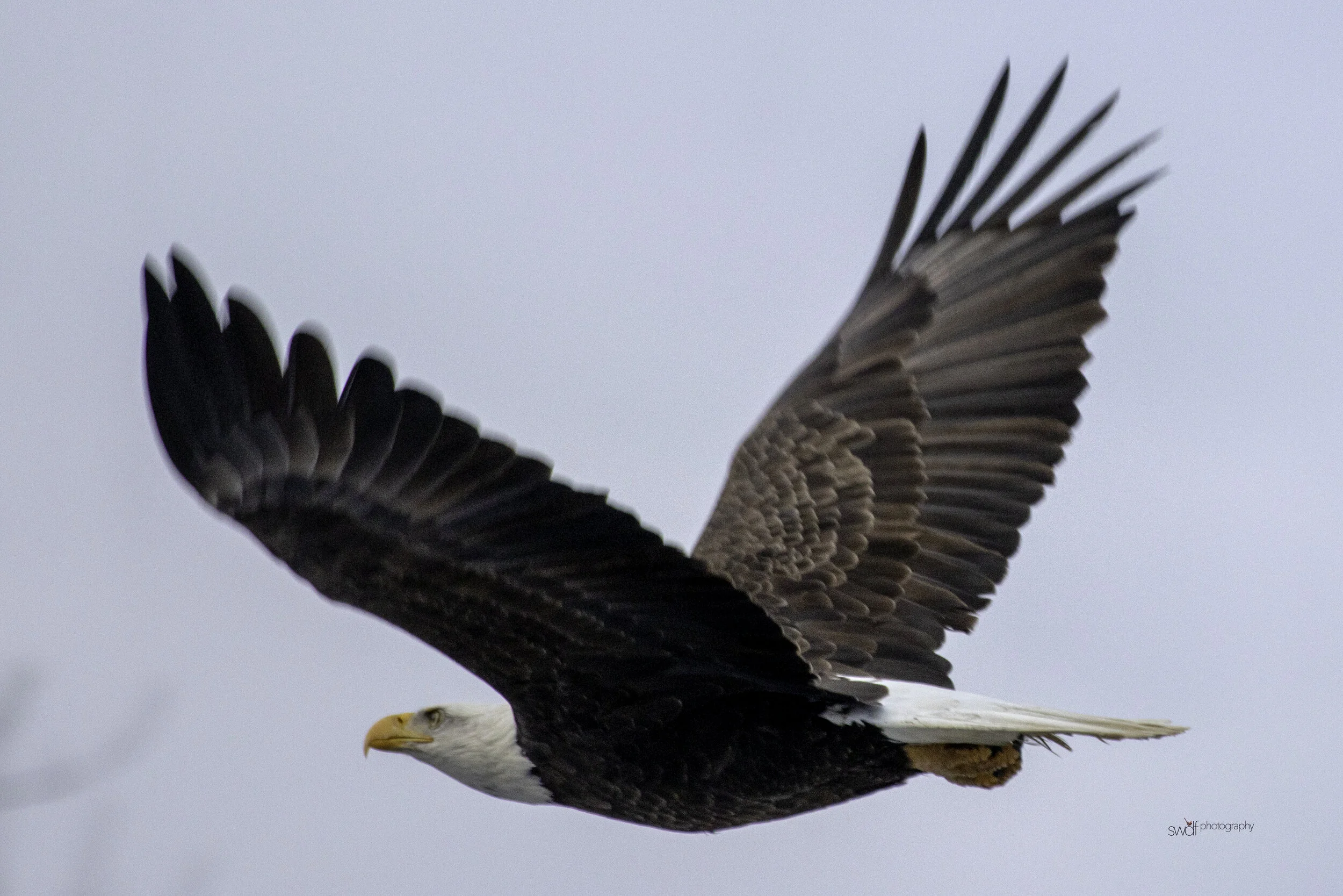 Bald Eagle12 - CVNP.jpg