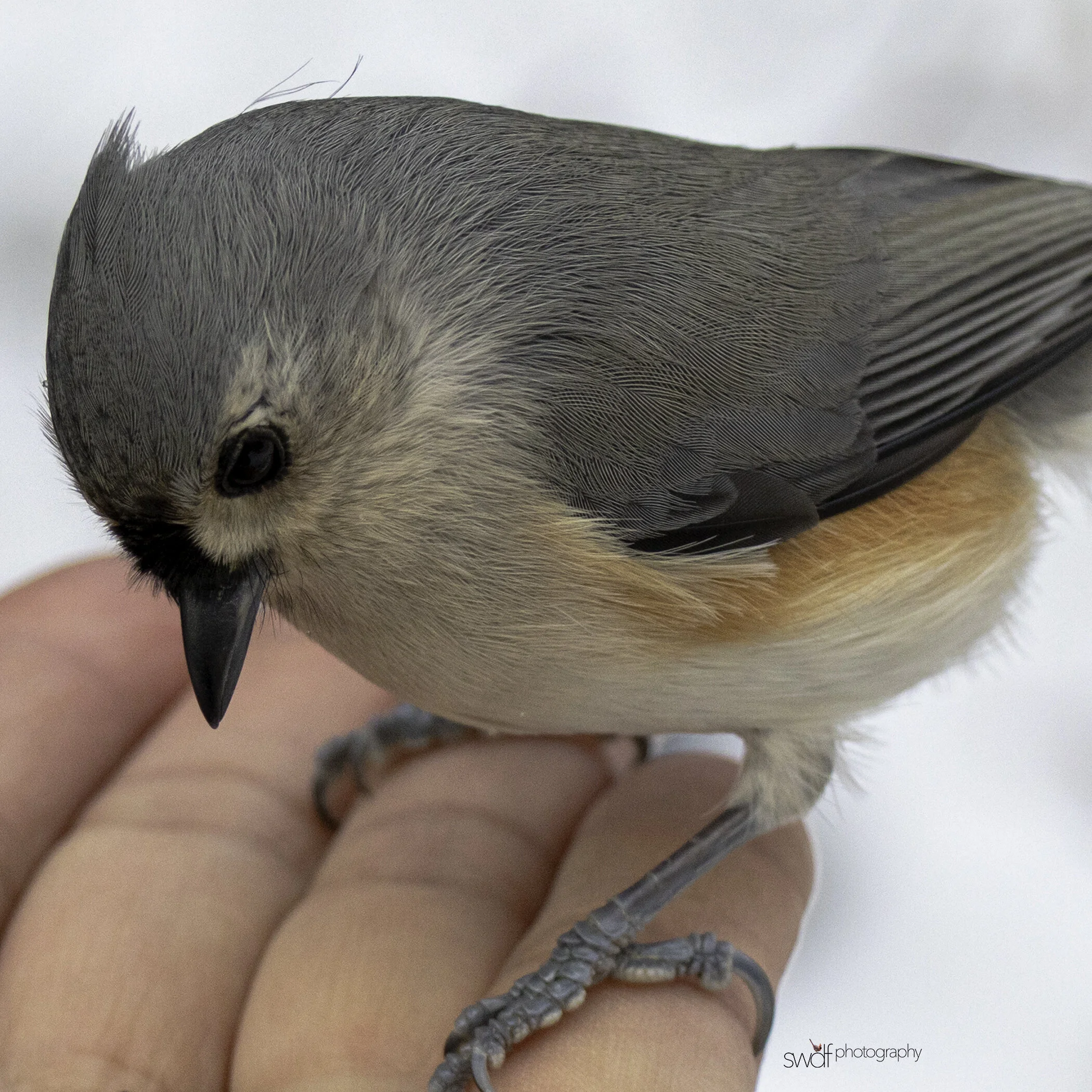 Titmouse in Hand4 Square - Cleveland Metroparks.jpg