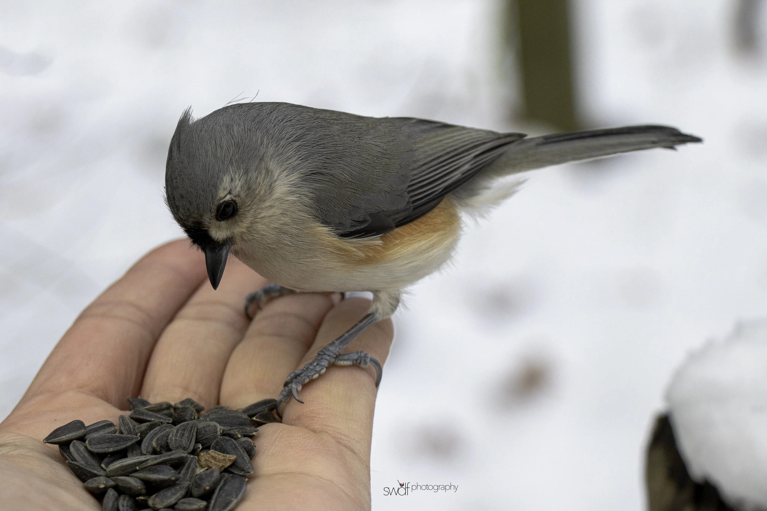 Titmouse in Hand4 - Cleveland Metroparks.jpg