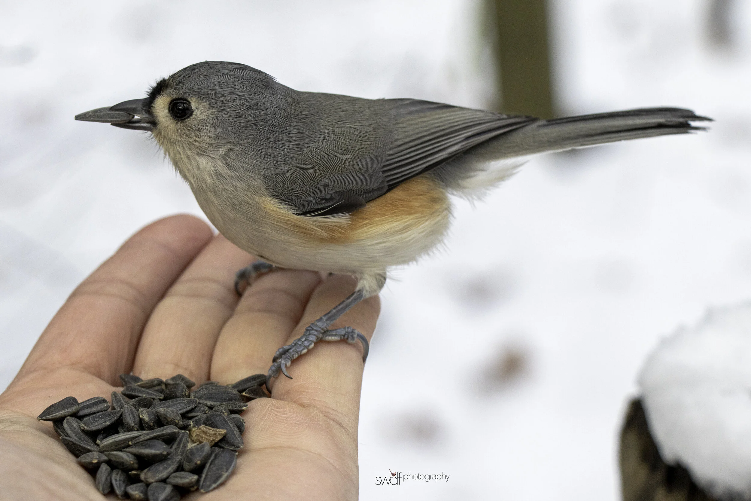 Titmouse in Hand3 - Cleveland Metroparks.jpg