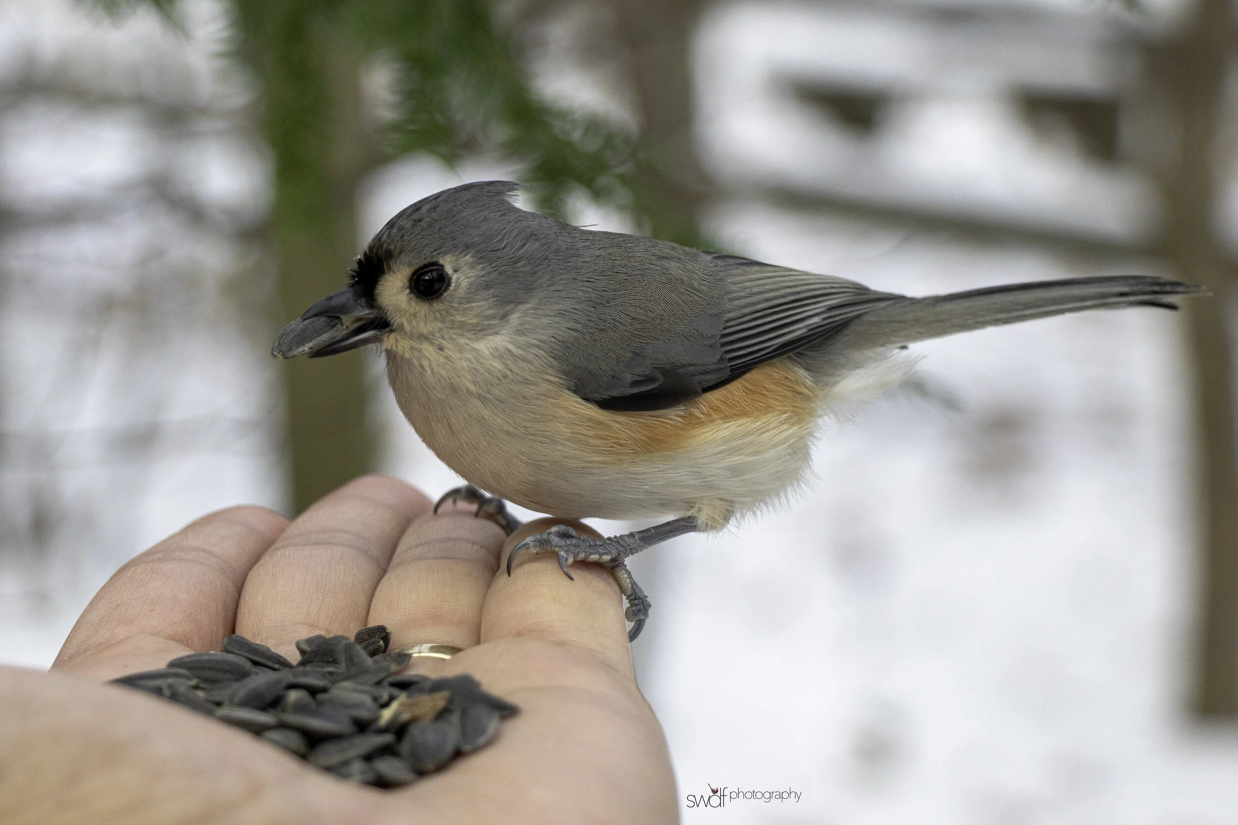 Titmouse in Hand2 - Cleveland Metroparks.jpg