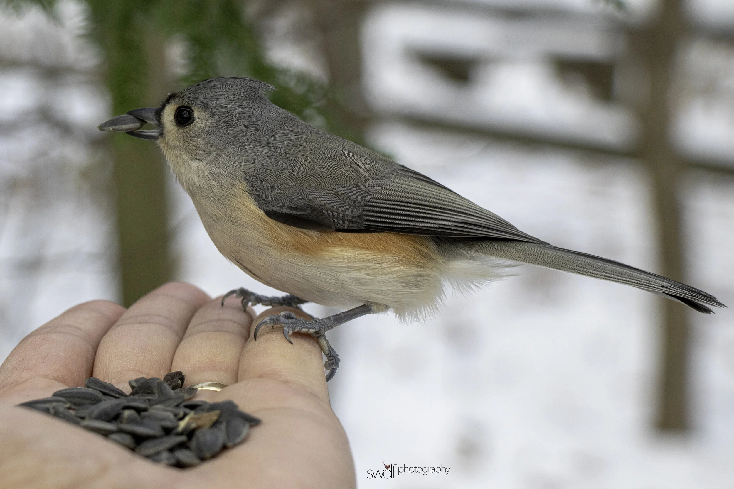 Titmouse in Hand - Cleveland Metroparks.jpg