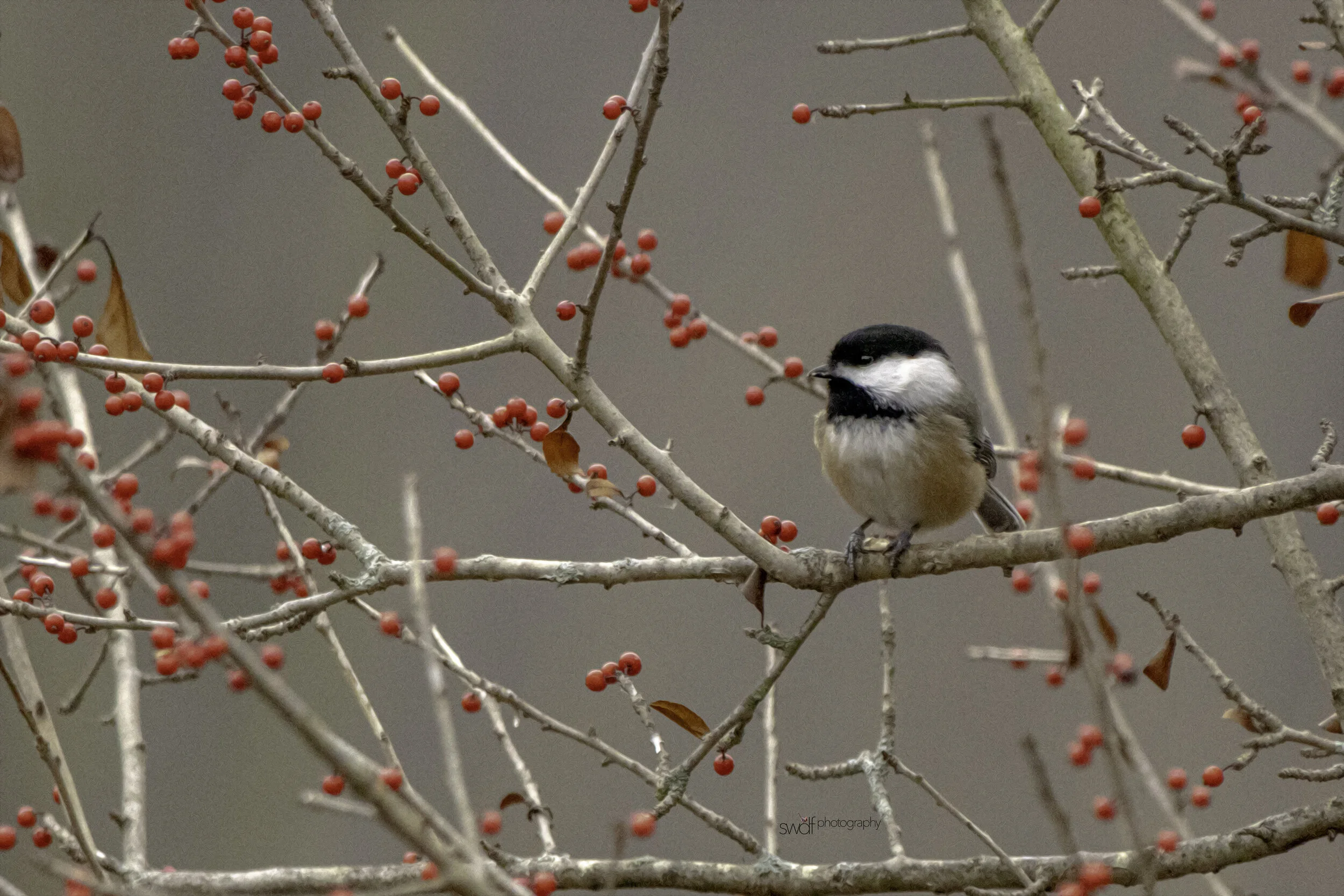 Chickadee and Berries - Sandy Ridge.jpg