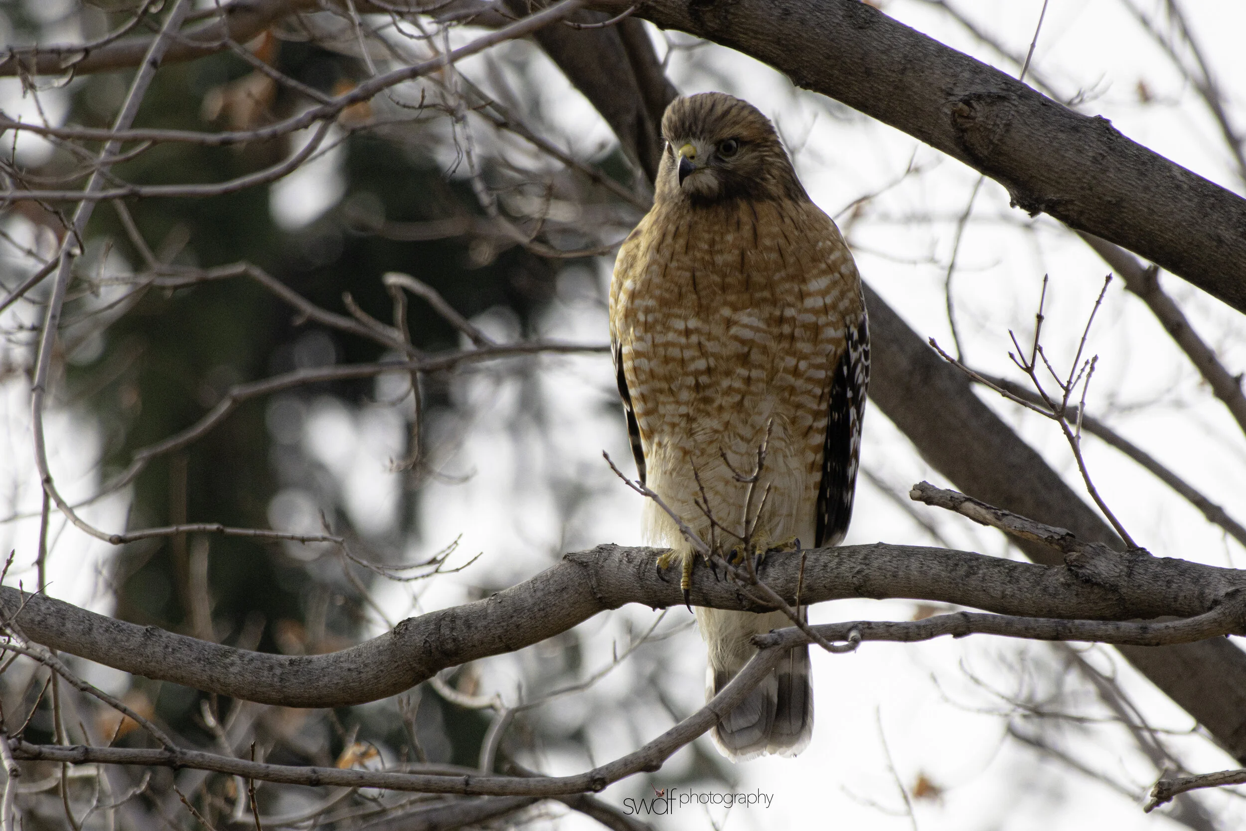 Red-Shouldered Hawk2 -CLNP.jpg
