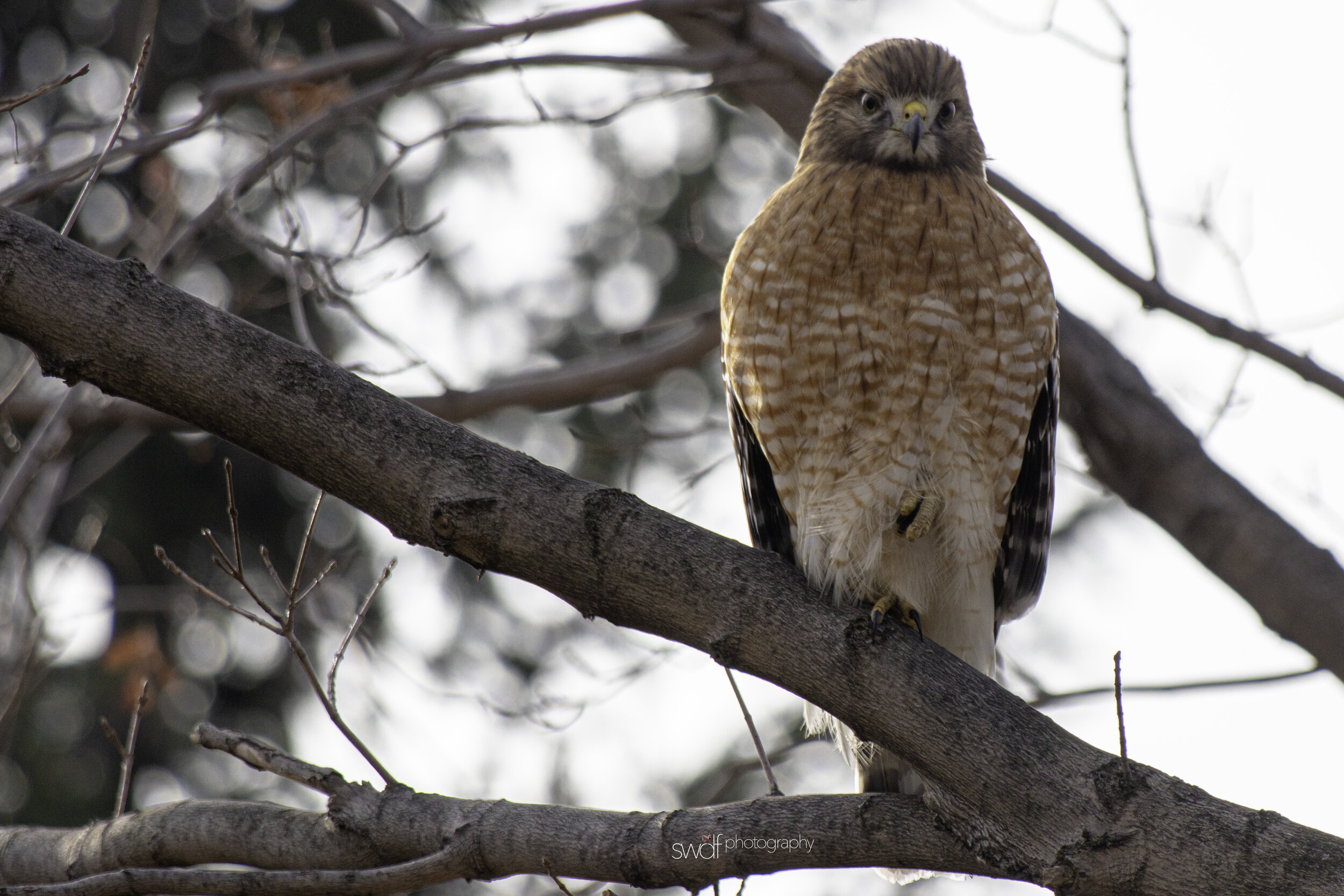 Red-Shouldered Hawk7 -CLNP.jpg