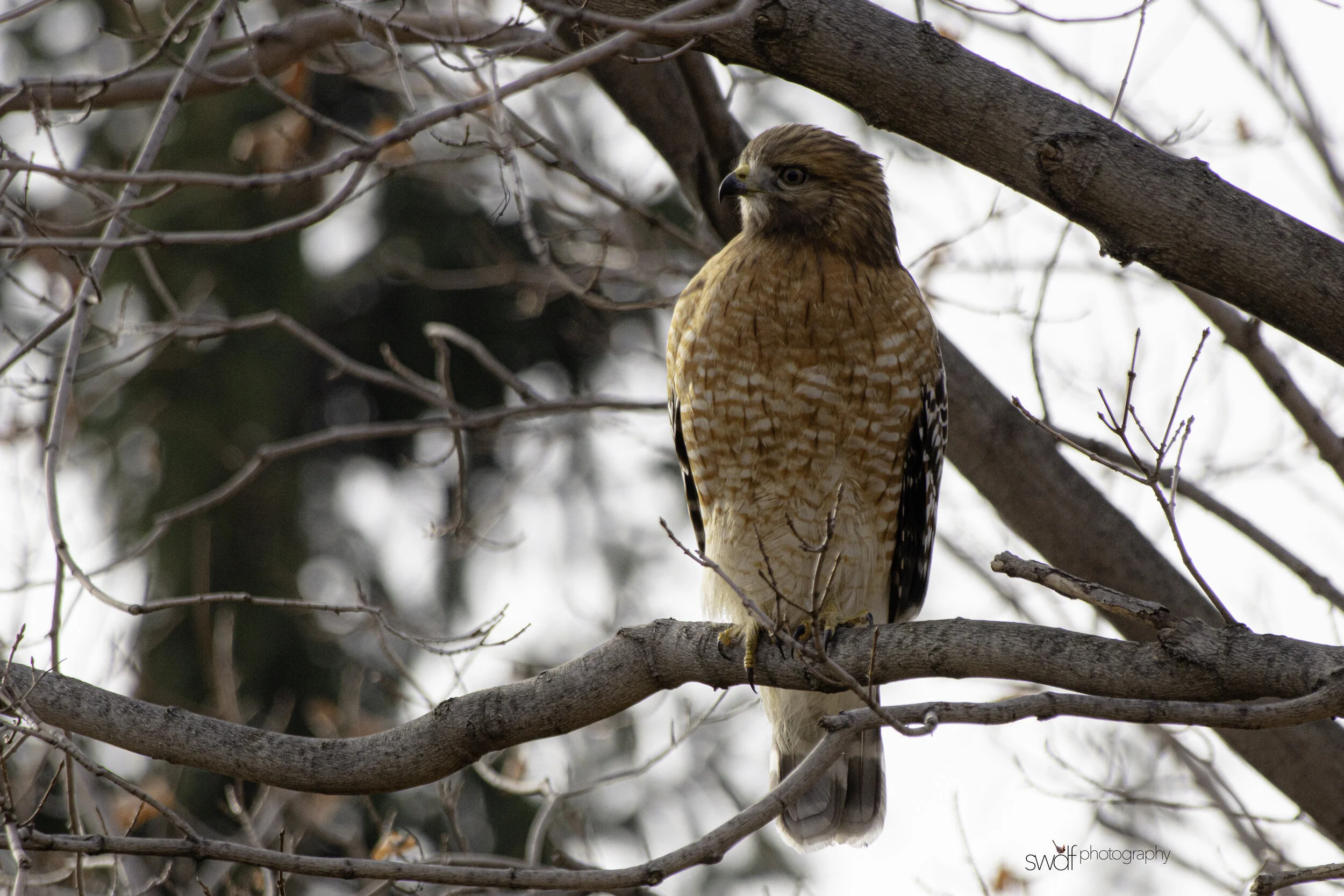 Red-Shouldered Hawk3 -CLNP.jpg