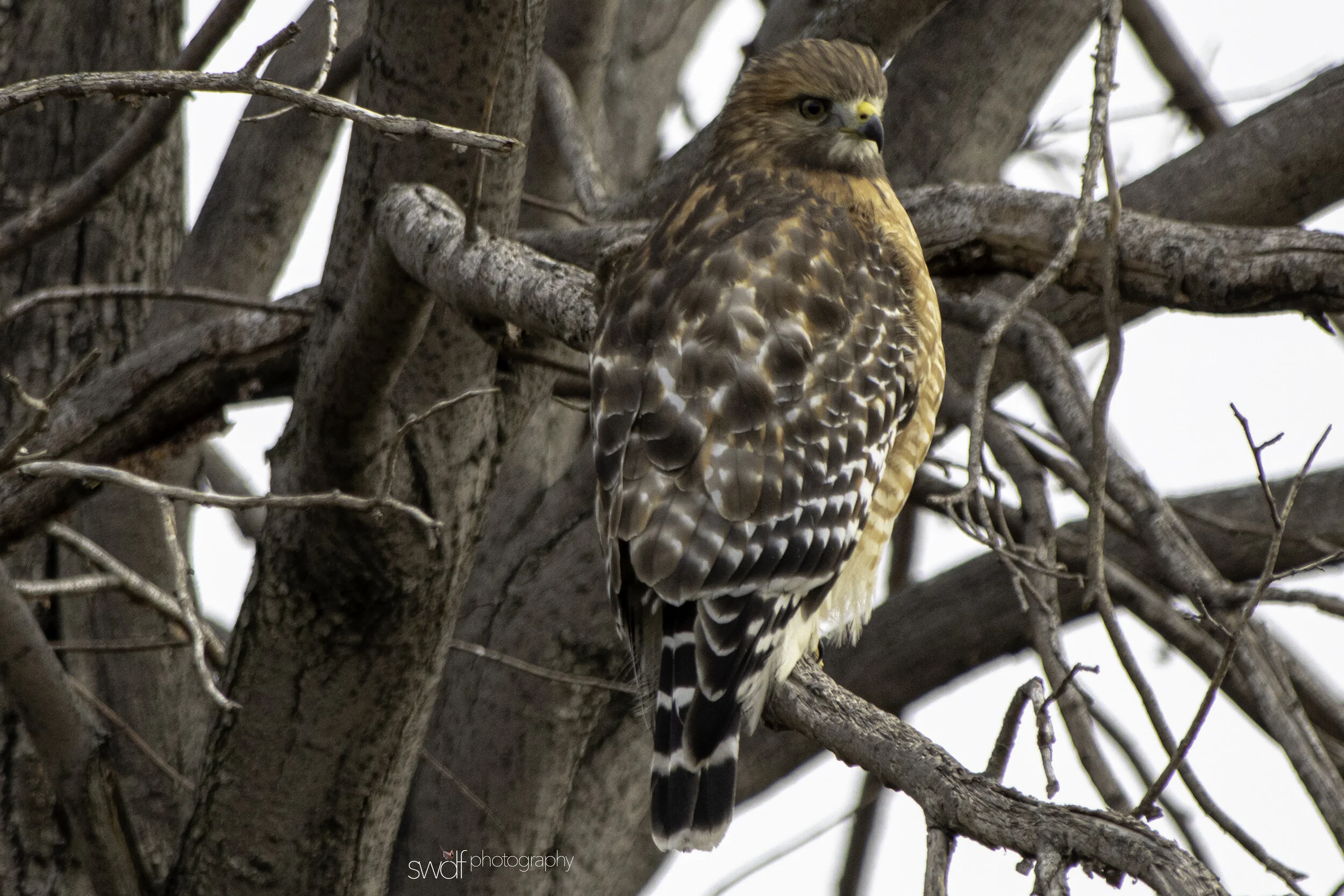 Red-Shouldered Hawk11 -CLNP.jpg