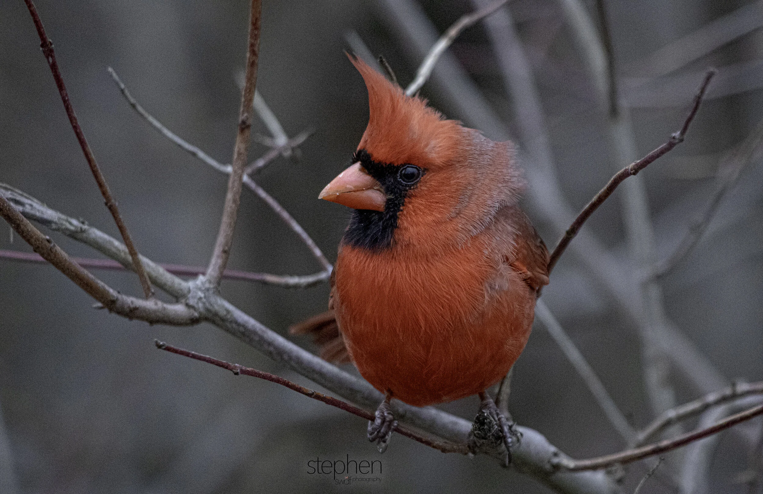 Benjamin Cardinal2 - Sheldons Marsh copy.jpg