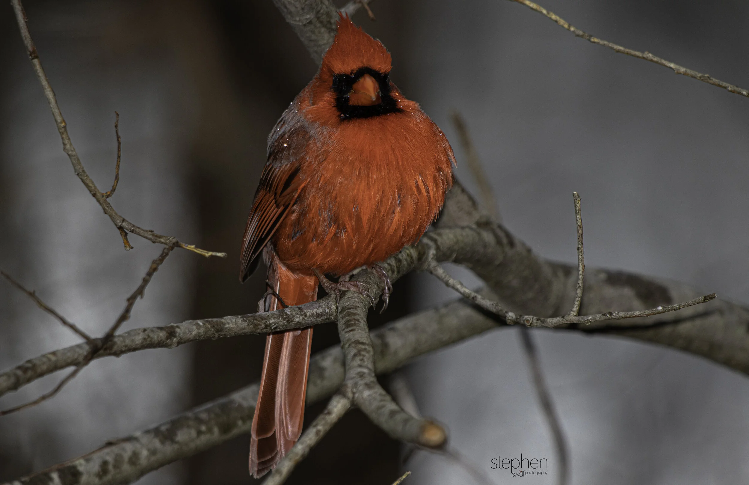 Benjamin Cardinal8 - Sheldons Marsh.jpg