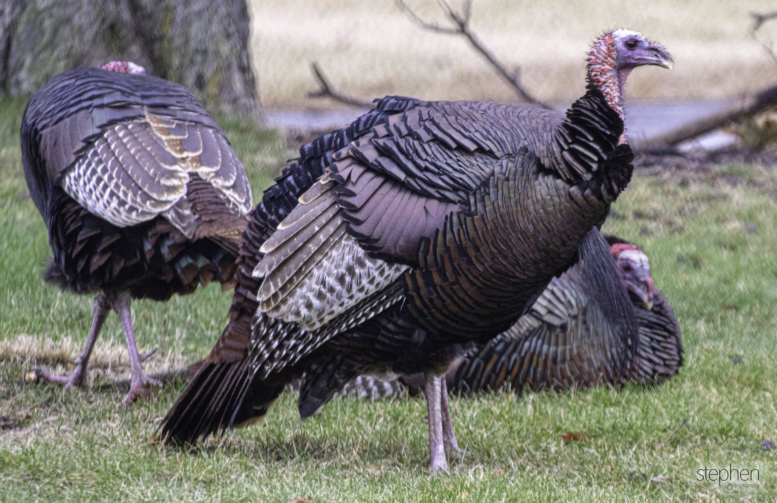 Turkies - CLNP.jpg