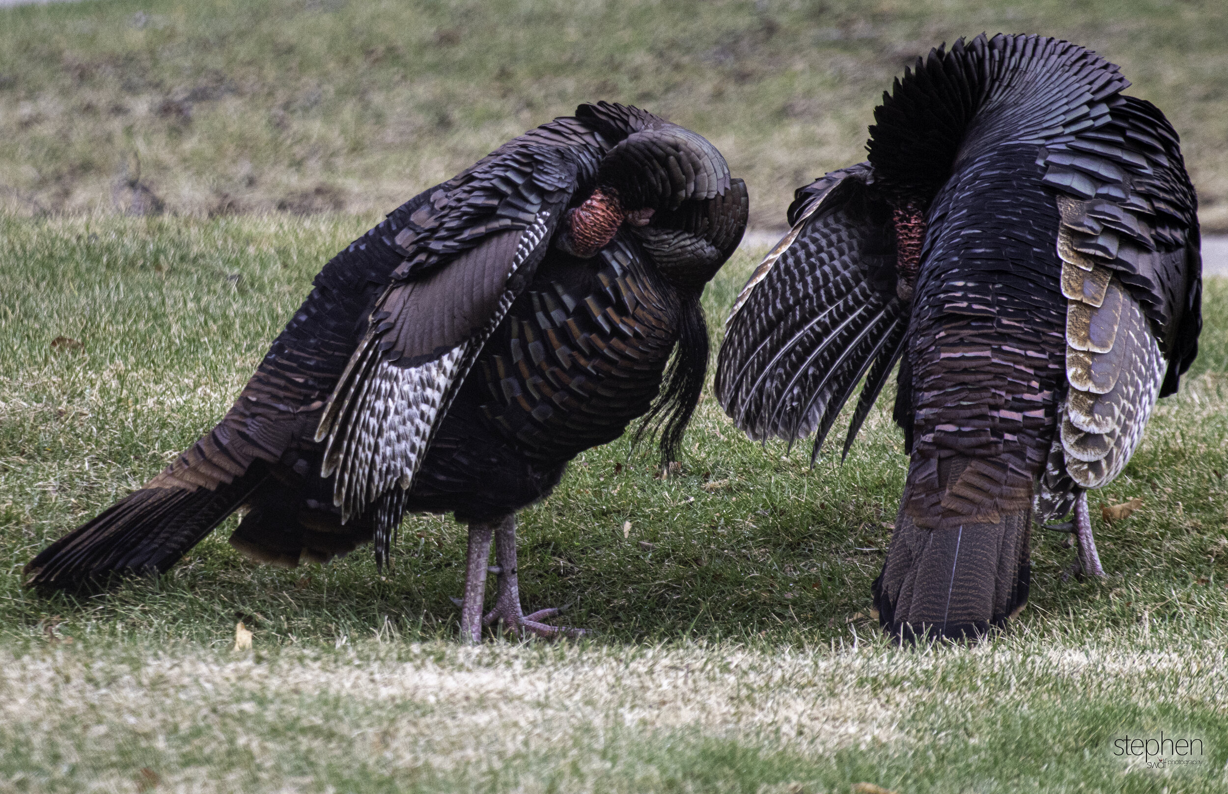 Turkies2 - CLNP.jpg