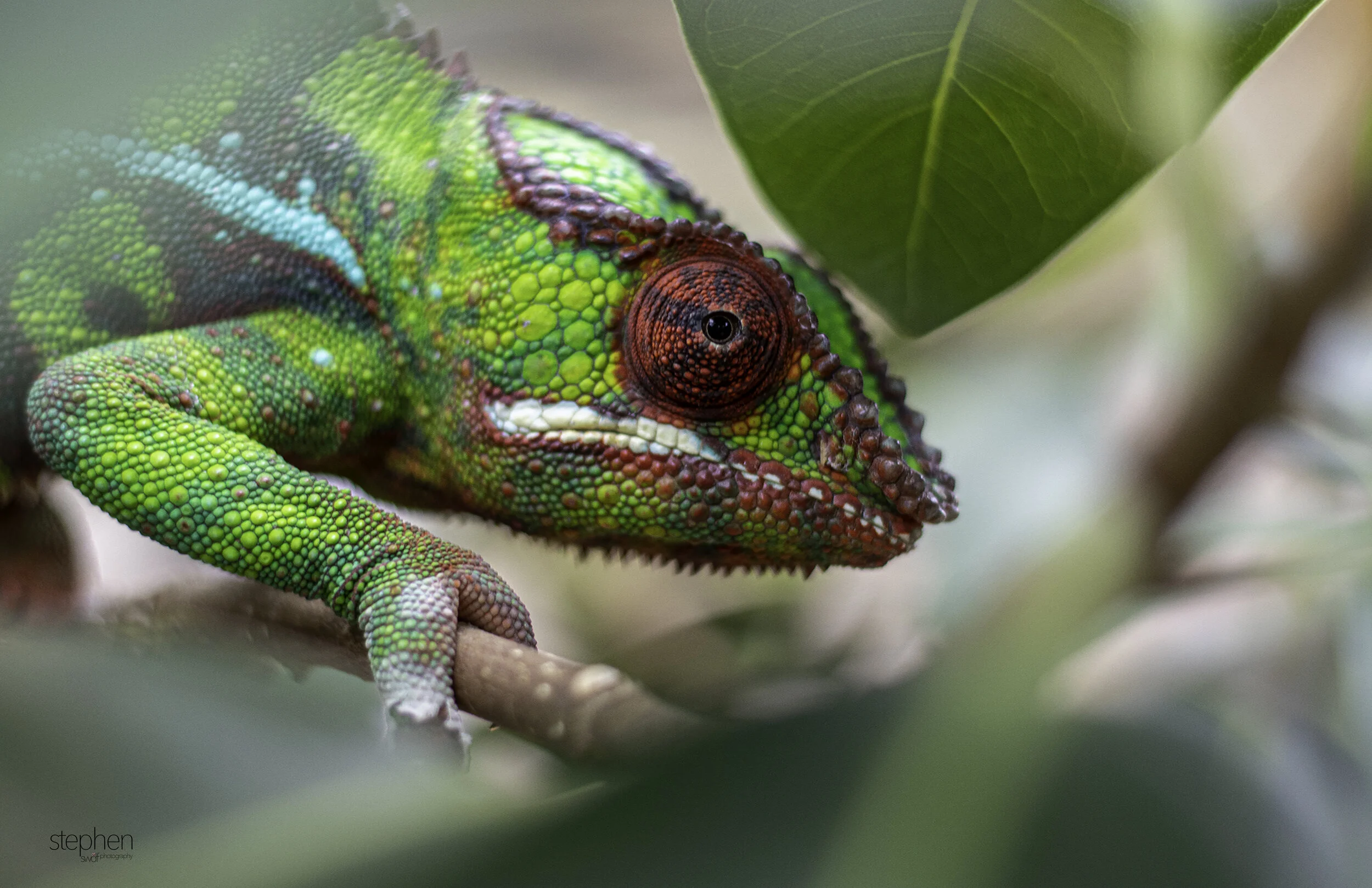 Chameleon2 - Cleveland Botanical Garden.jpg
