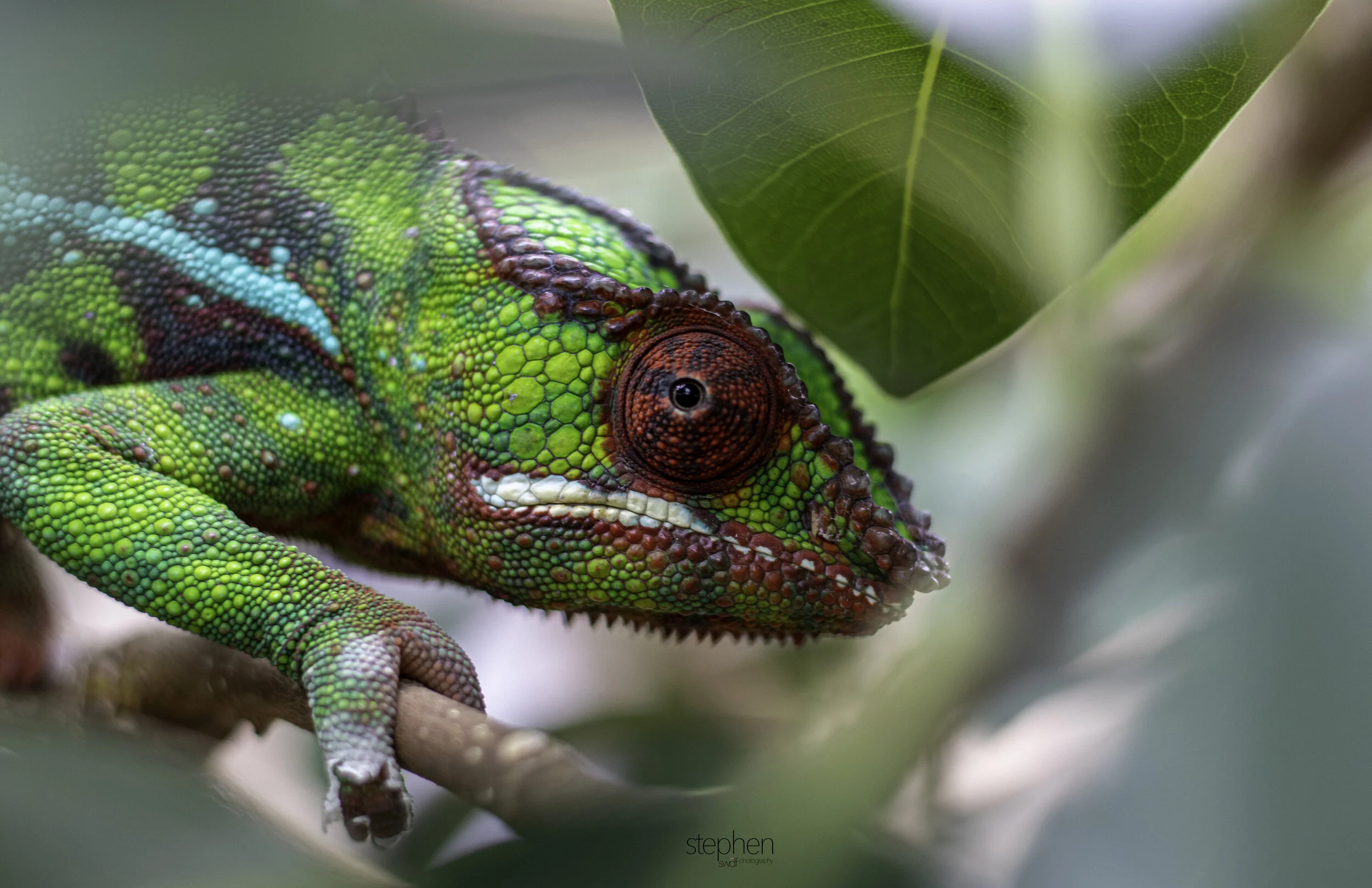 Chameleon - Cleveland Botanical Garden.jpg
