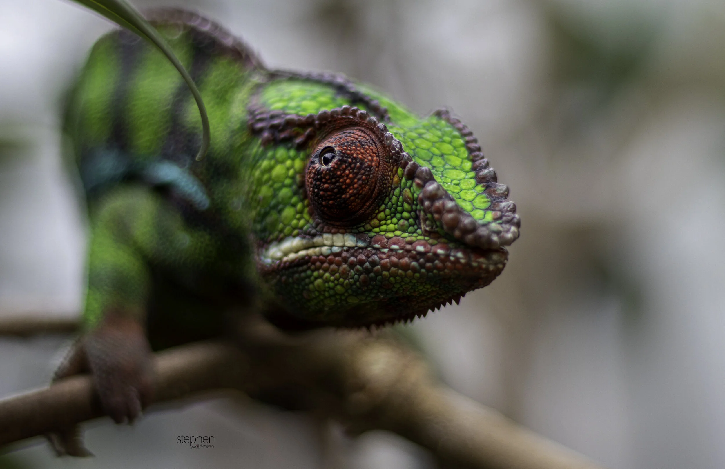 Chameleon3 - Cleveland Botanical Garden.jpg