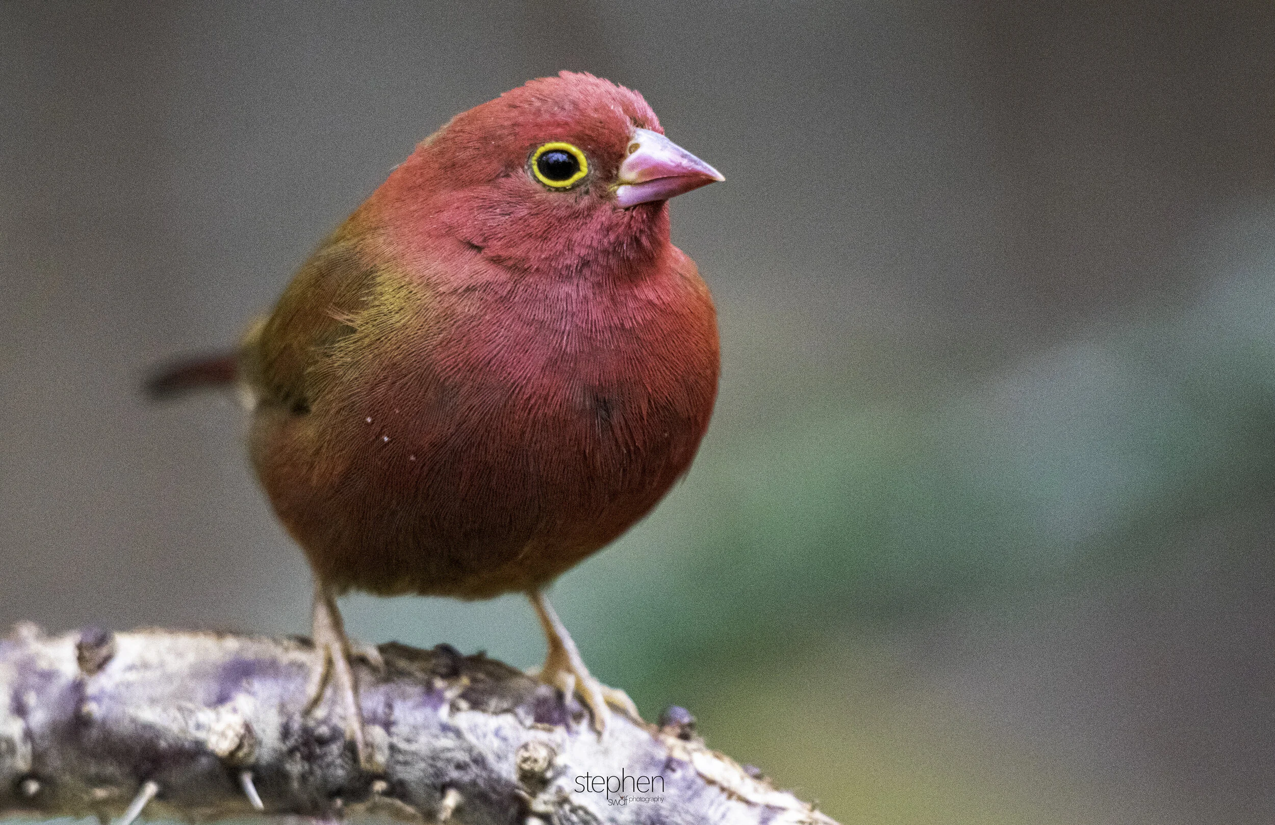 Birds of Madagascar6 - Cleveland Botanical Garden.jpg