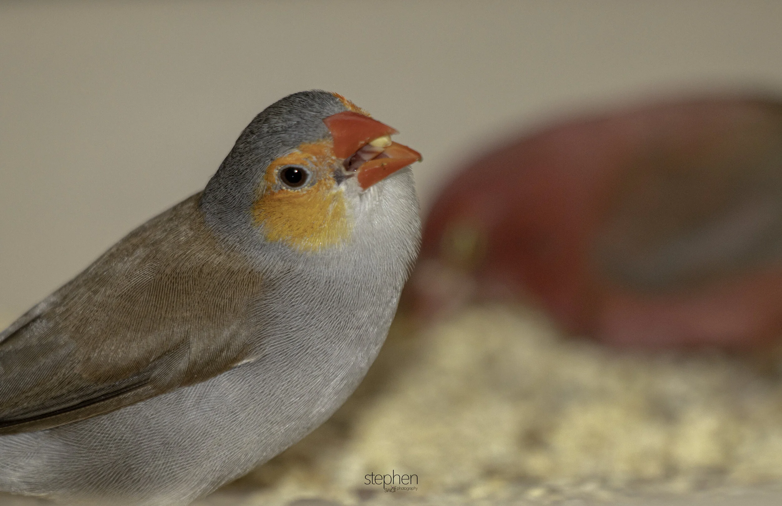 Birds of Madagascar13 - Cleveland Botanical Garden.jpg