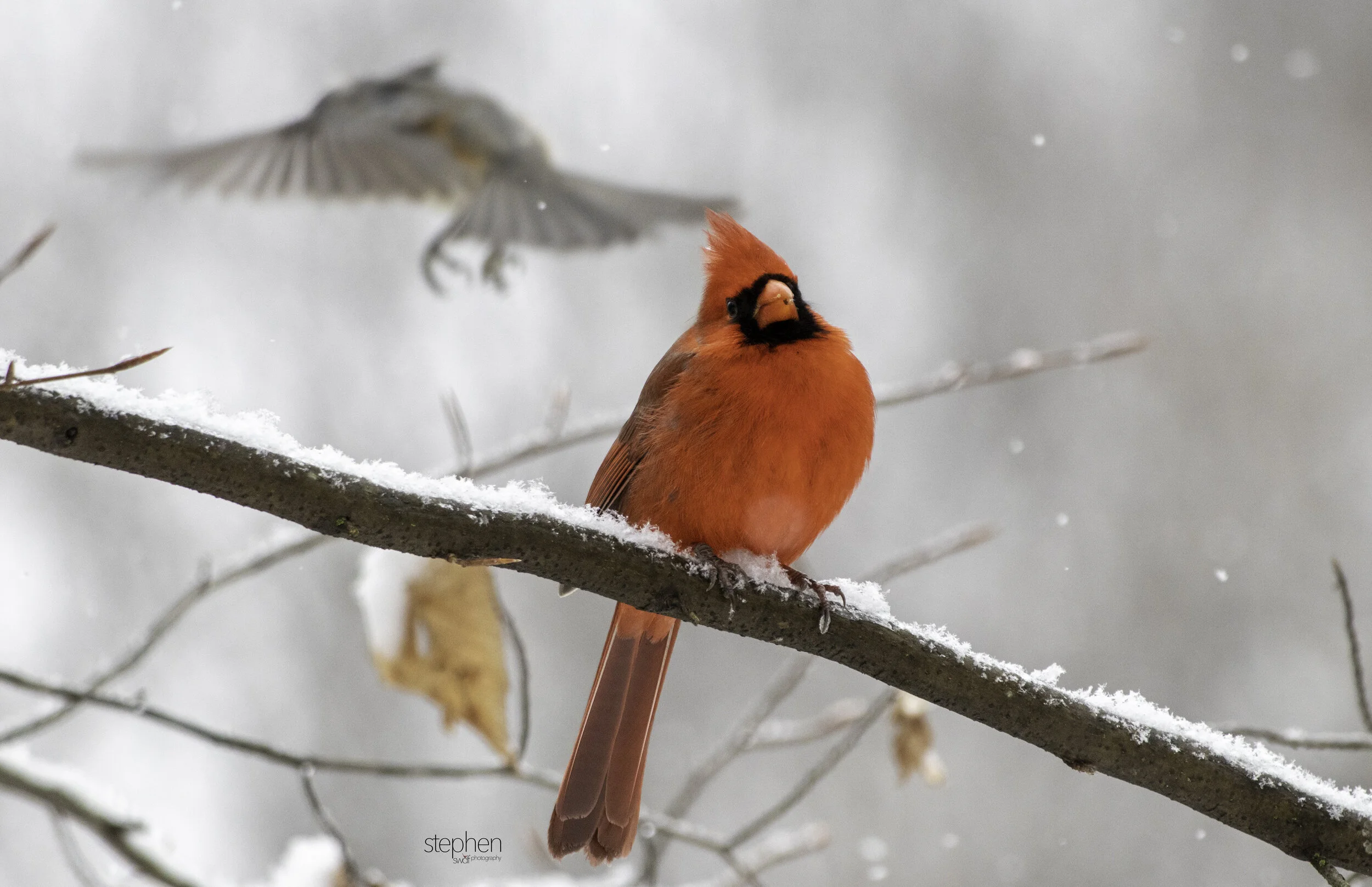 Snowbirds - Benjamin Cardinal and Titmouse.jpg