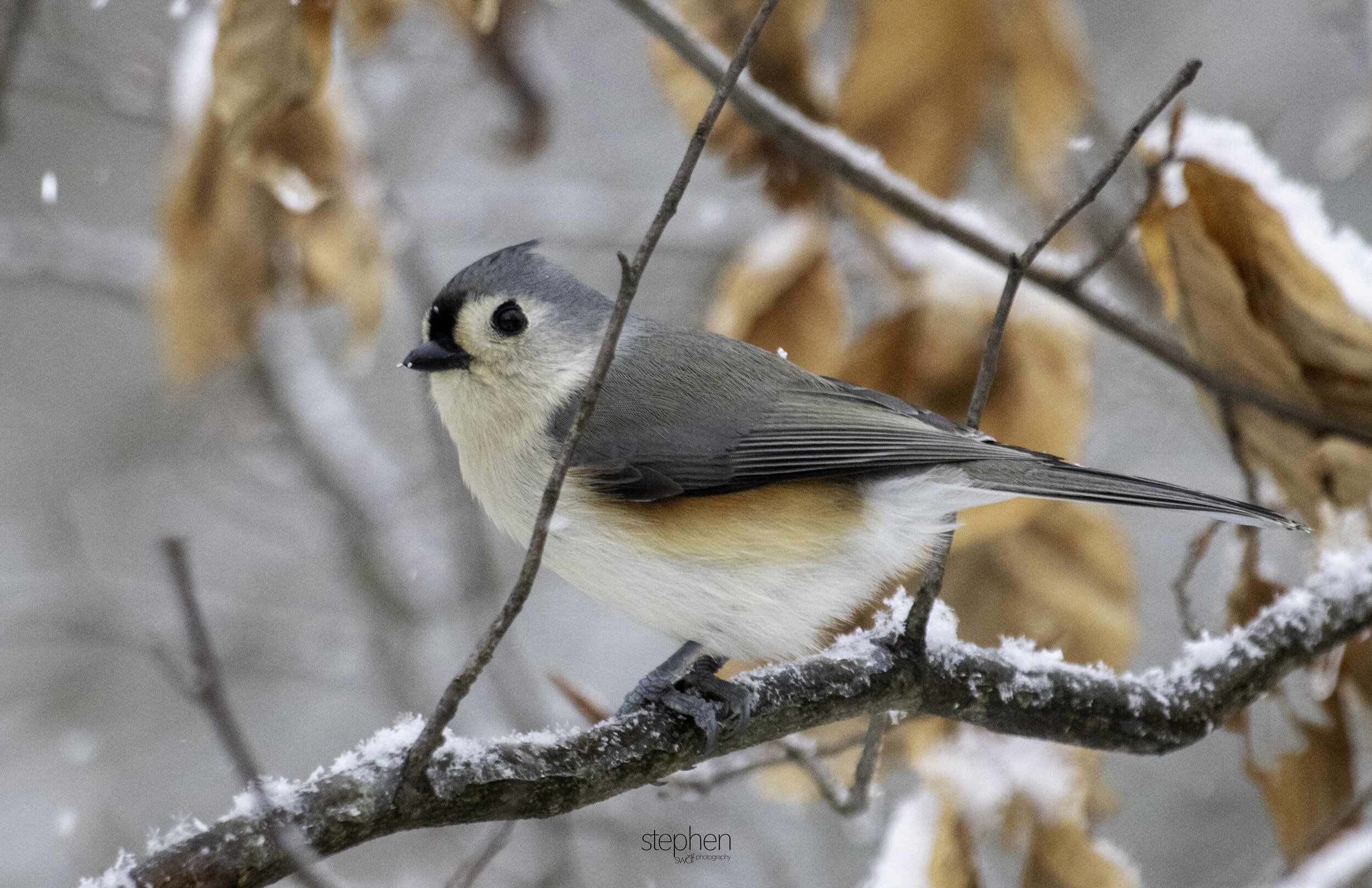 Snowbirds - Titmouse.jpg